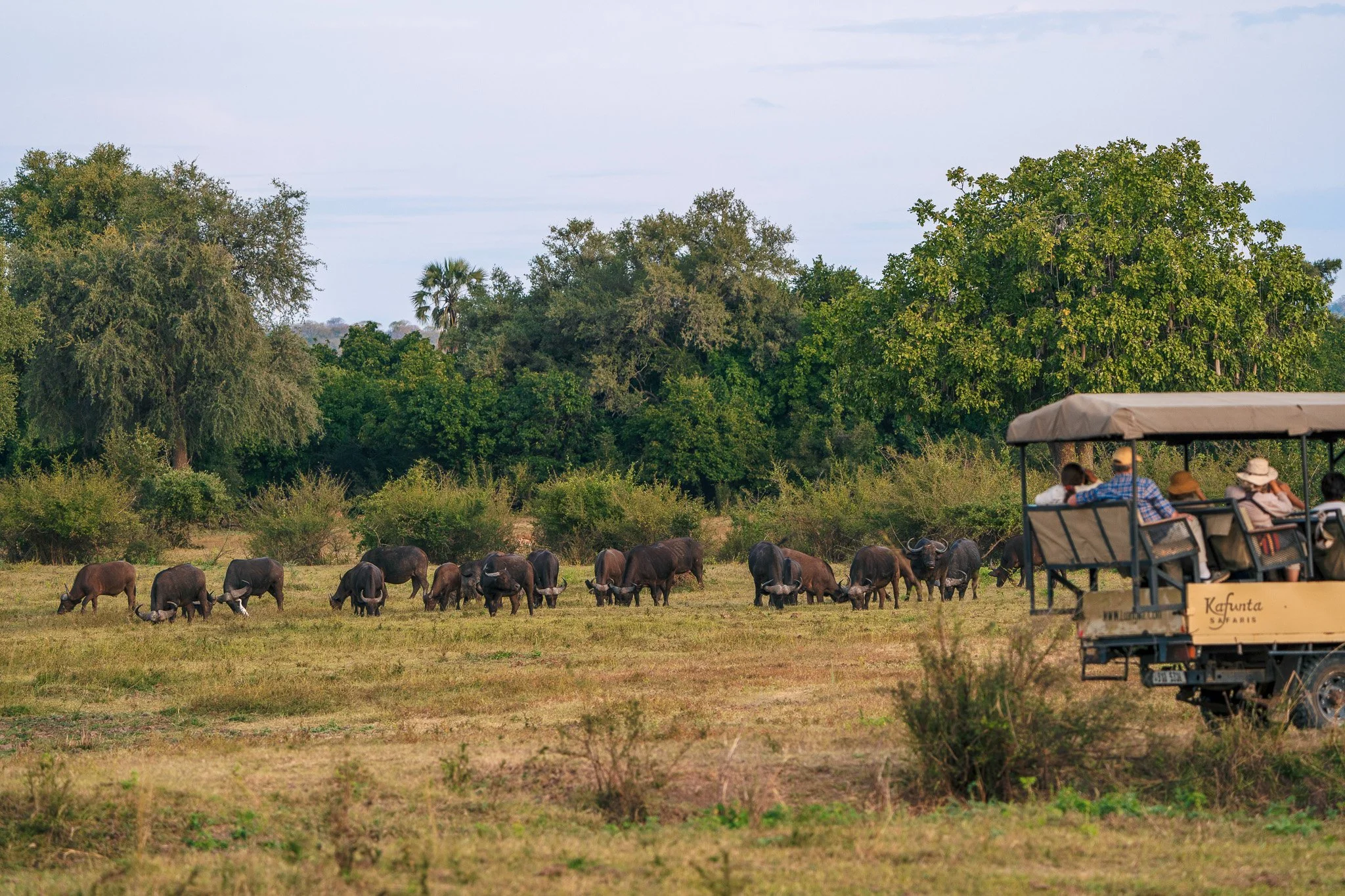 A group of people riding a safari tour cart in a grassy area with grazing buffalo and a backdrop of lush green trees and a cloudy sky.
