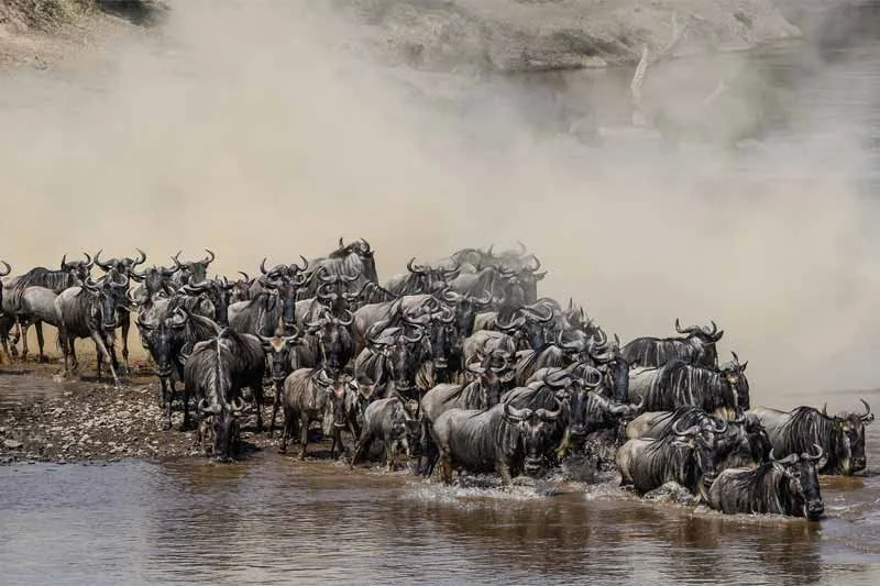 A herd of wildebeests crossing a river in a natural landscape.
