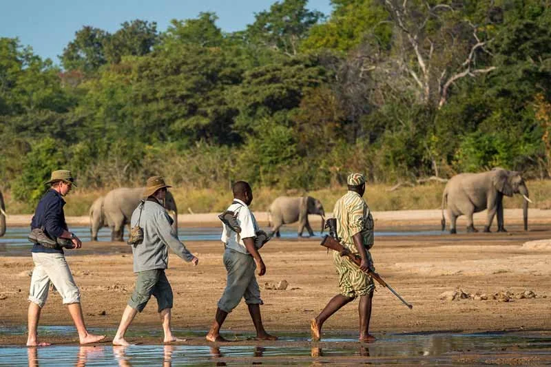 Four people walking through shallow water with elephants in the background and lush green trees.