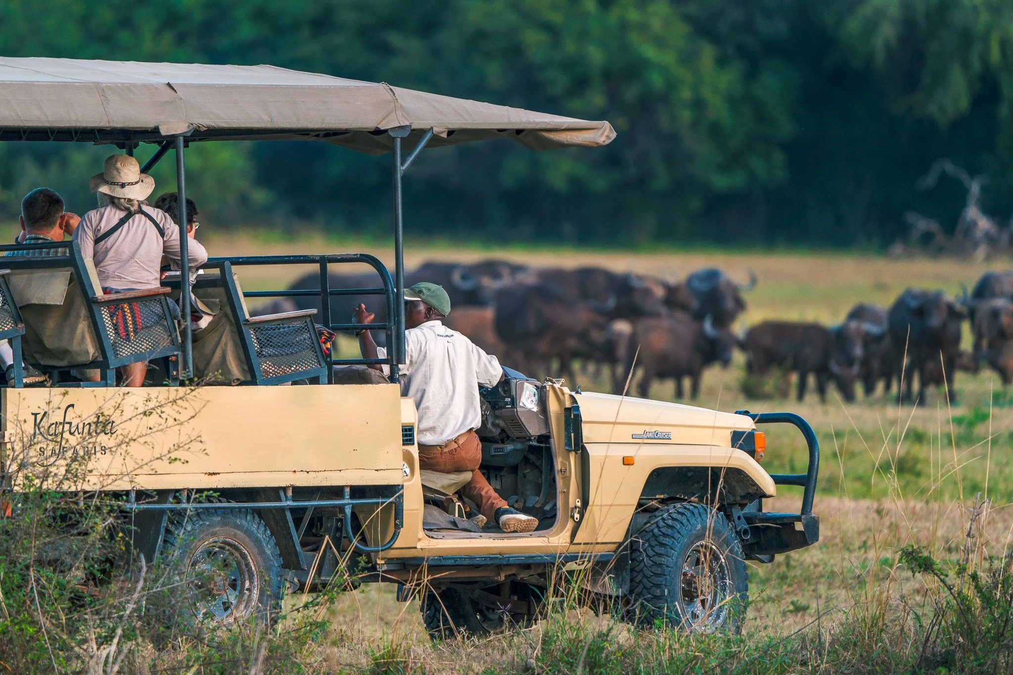 People in a safari vehicle observing animals in the wild, with a group of buffalo grazing in the background.