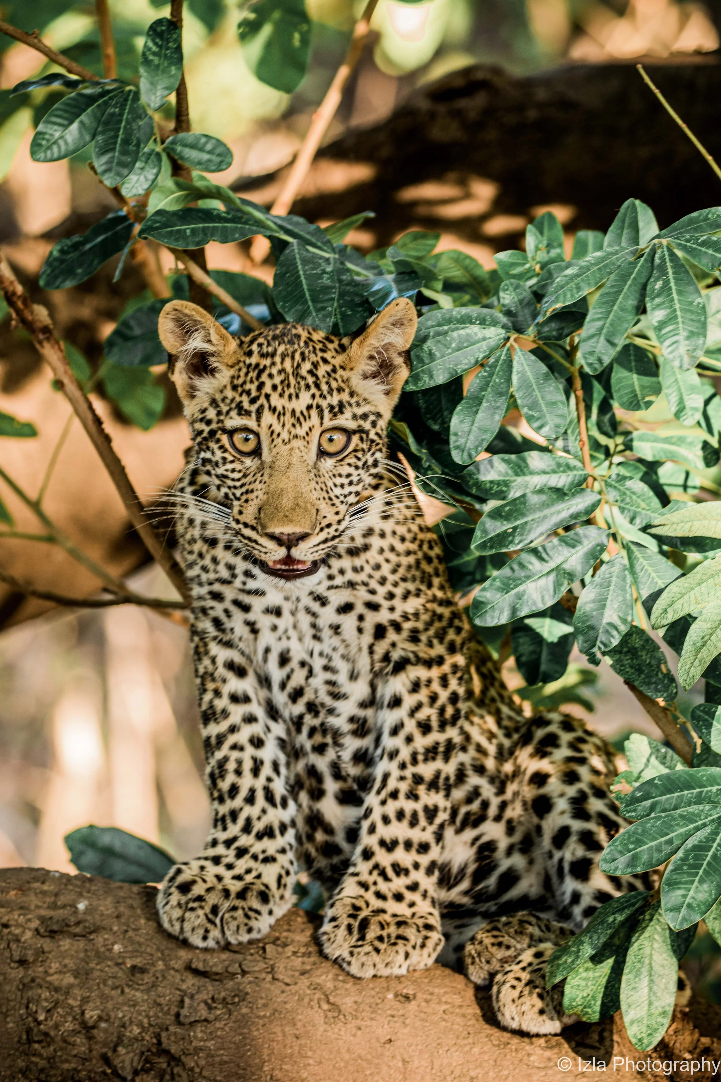 A leopard resting on a tree branch surrounded by green leaves.