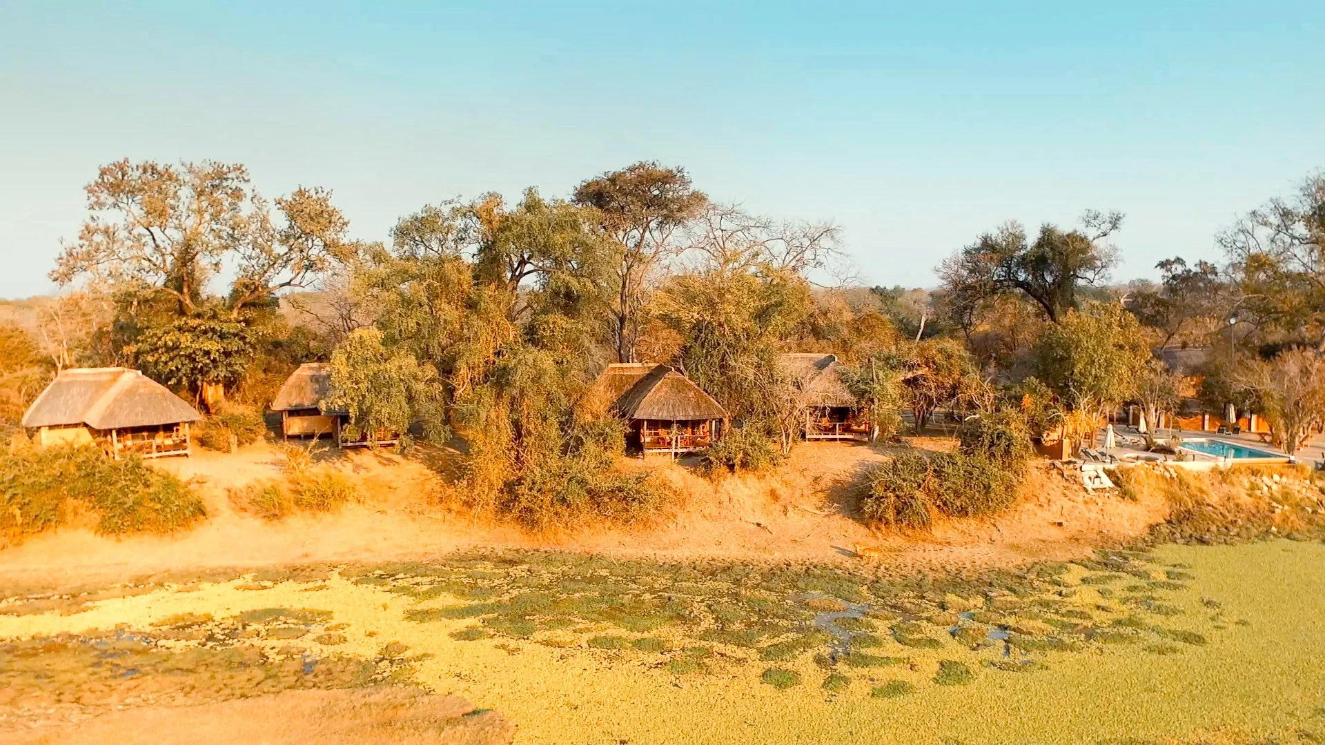 A wildlife lodge with thatched roof cabins surrounded by trees and a small pond in the foreground, under a clear blue sky.
