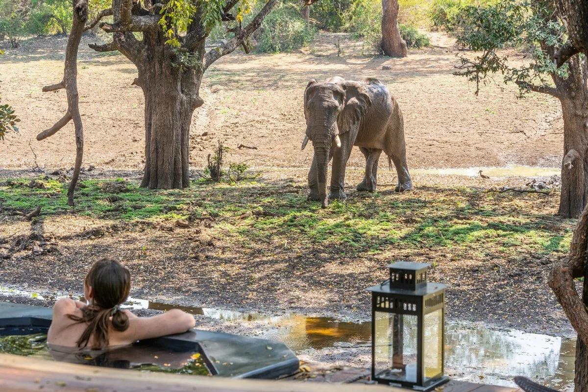 A woman relaxing in a hot tub, watching an elephant in a natural setting with trees and a water hole nearby.