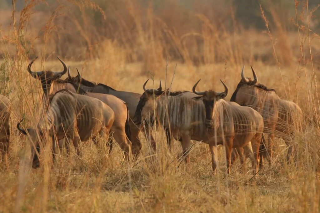 Endemic Wildlife Tracking:
Search for rare species found nowhere else on earth, like Thornicroft giraffes, Cookson's wildebeest and Crawshay zebras