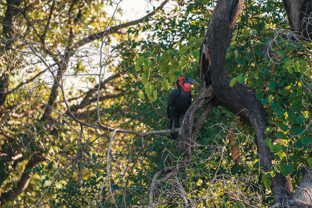 A rhinoceros hornbill perched on a tree branch among green leaves and branches.