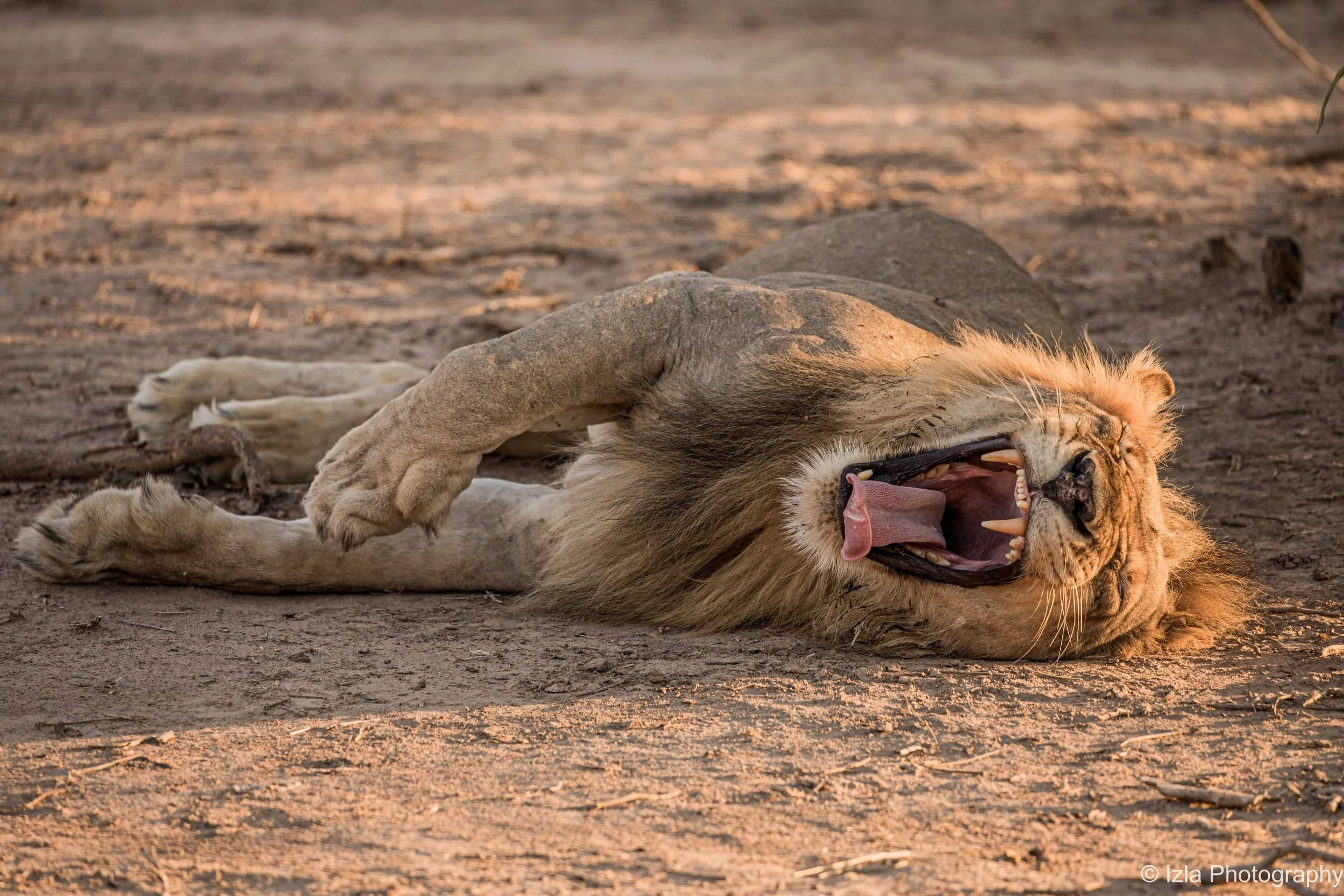 A male lion lying on the ground with its mouth open, yawning in a savannah setting during sunset.