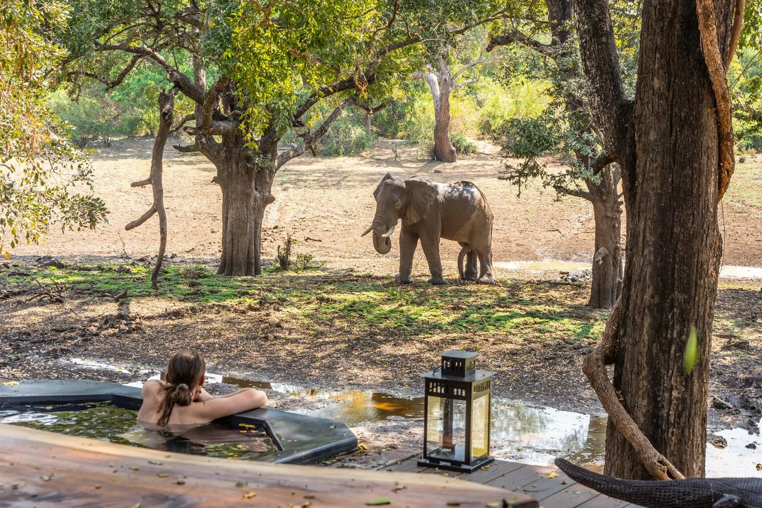 A person relaxing in a hot tub outdoors, watching a baby elephant and an adult elephant through nearby trees in a wildlife setting.