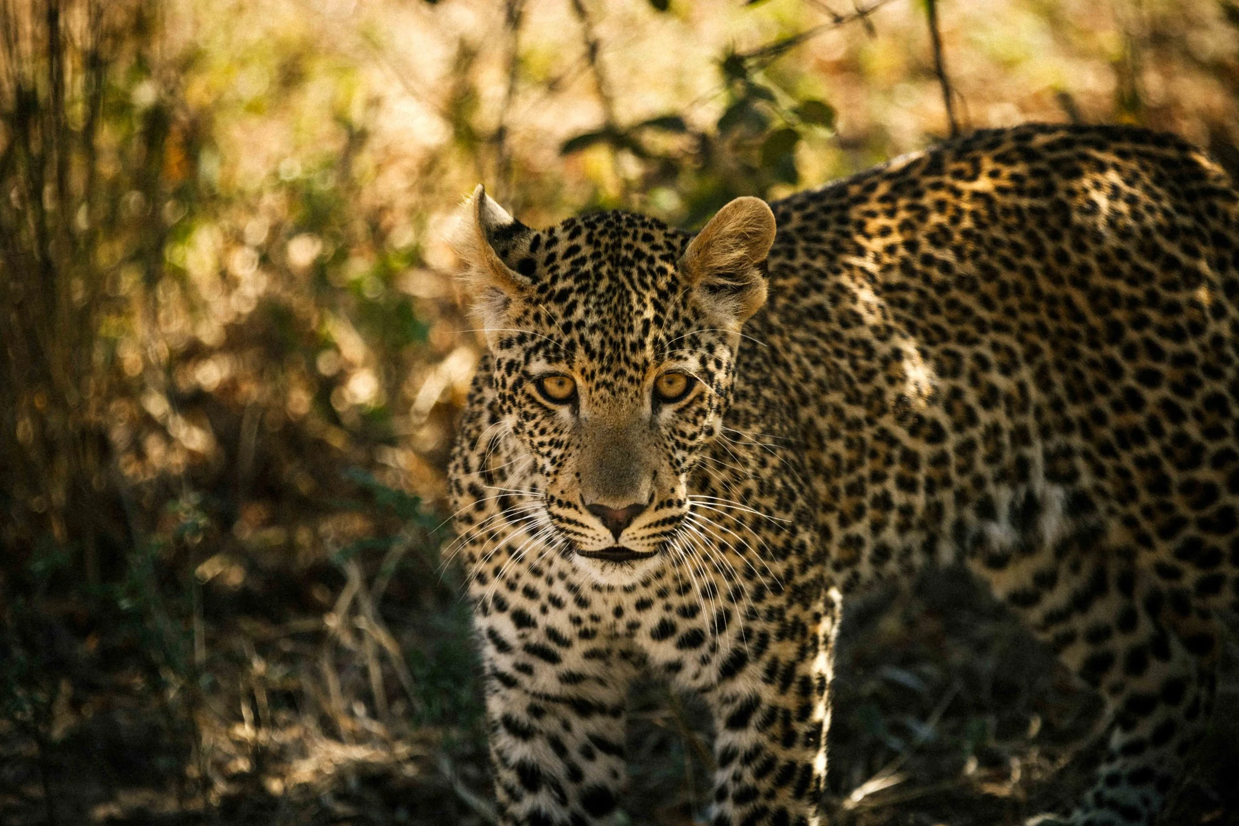 A jaguar walking through a forest with dense trees and foliage, capturing its full body and intense gaze.