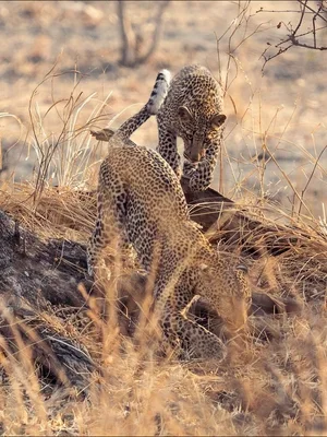 Two leopards in dry grassland, one lying on a log and the other standing nearby.