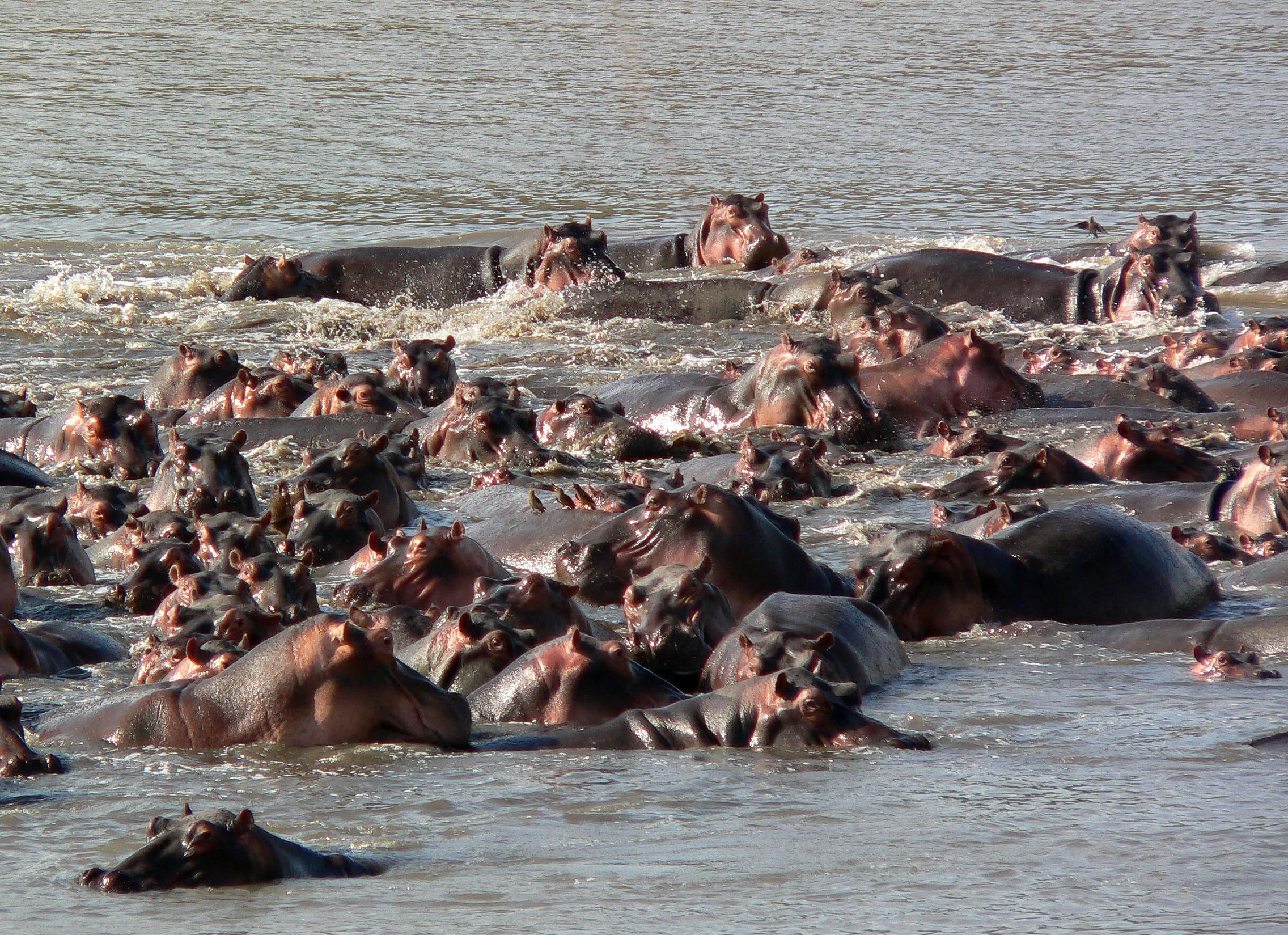 A large group of hippos swimming in a body of water.