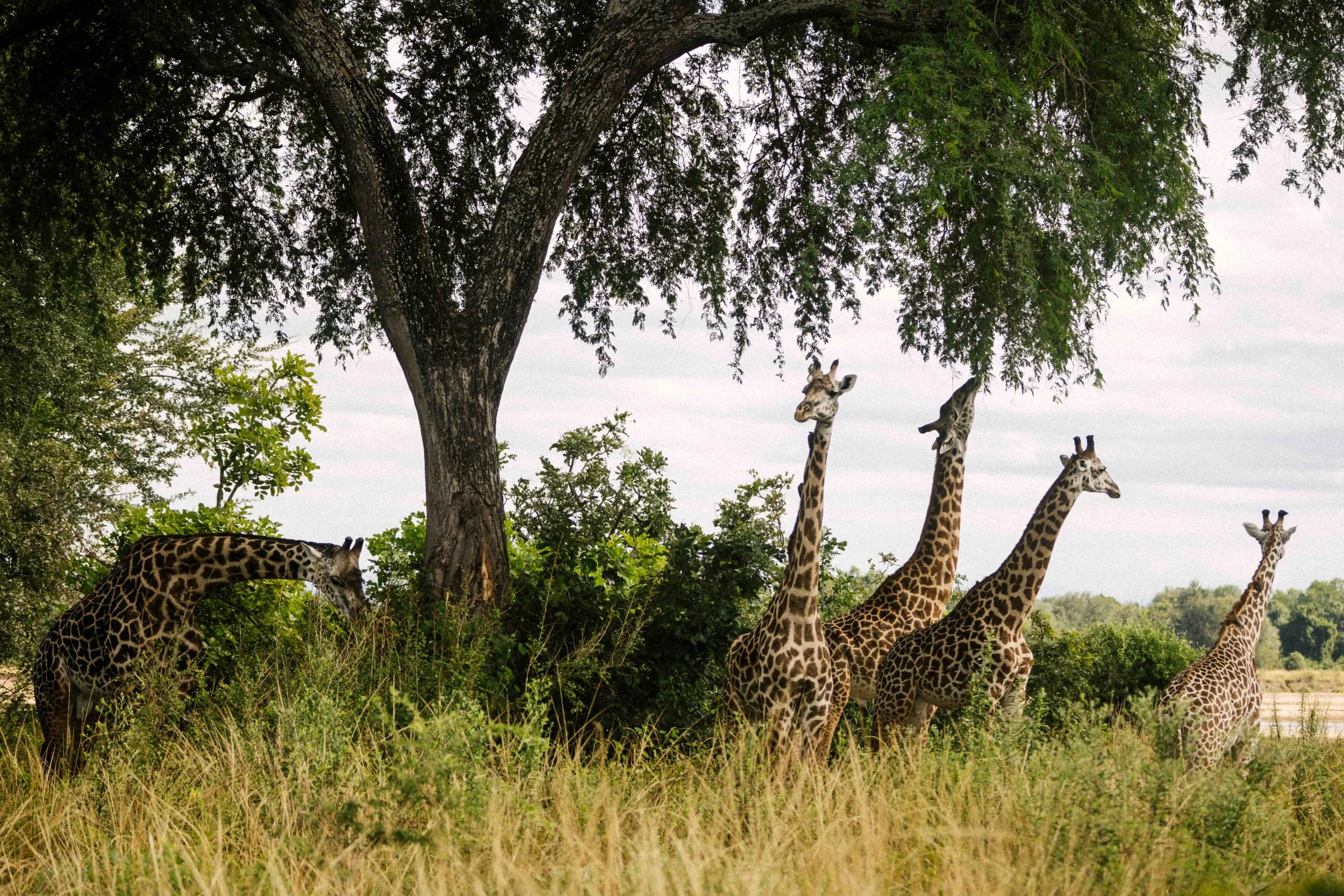 Endemic Wildlife Tracking:
Search for rare species found nowhere else on earth, like Thornicroft giraffes, Cookson's wildebeest and Crawshay zebras.