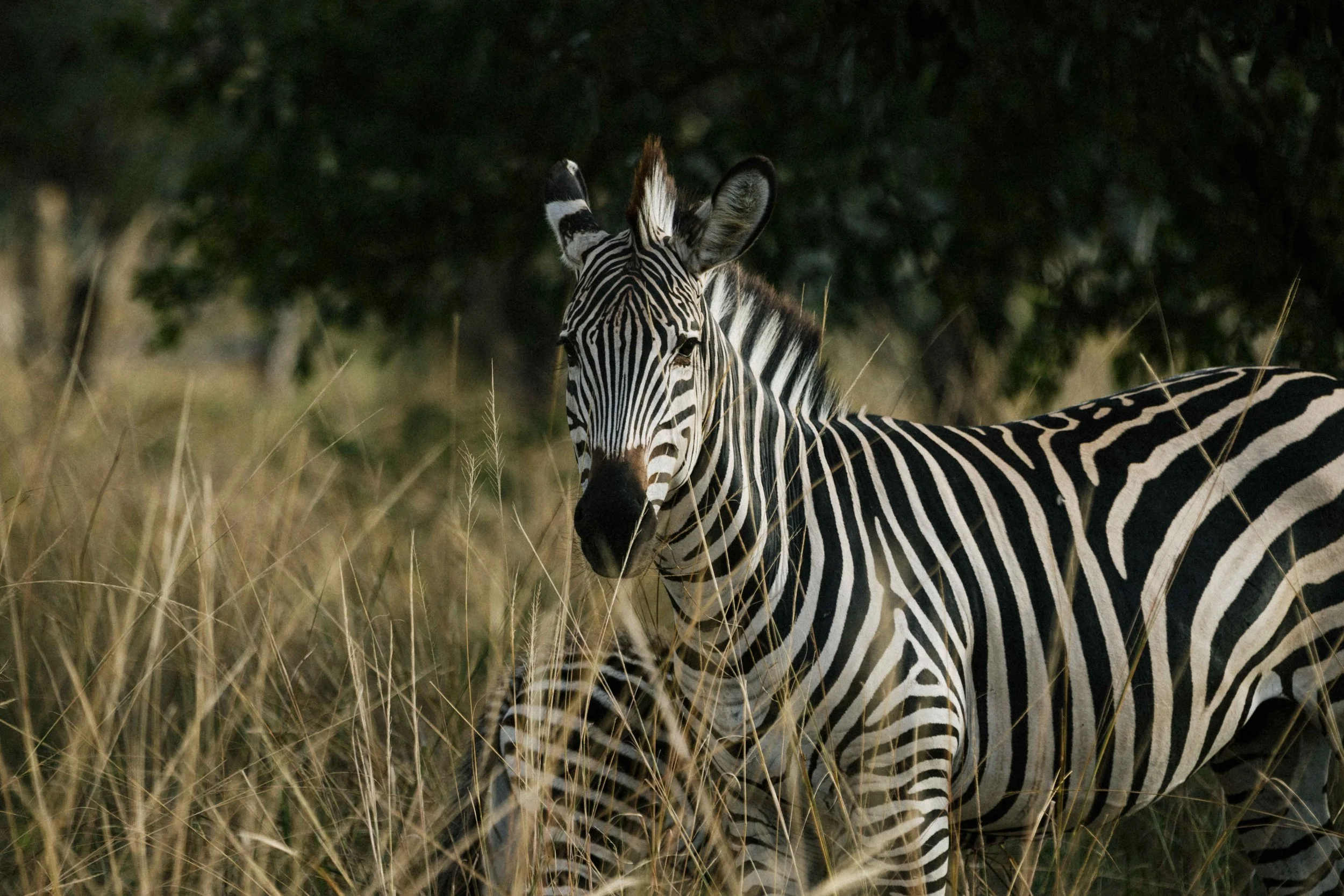 Endemic Wildlife Tracking:
Search for rare species found nowhere else on earth, like Thornicroft giraffes, Cookson's wildebeest and Crawshay zebras