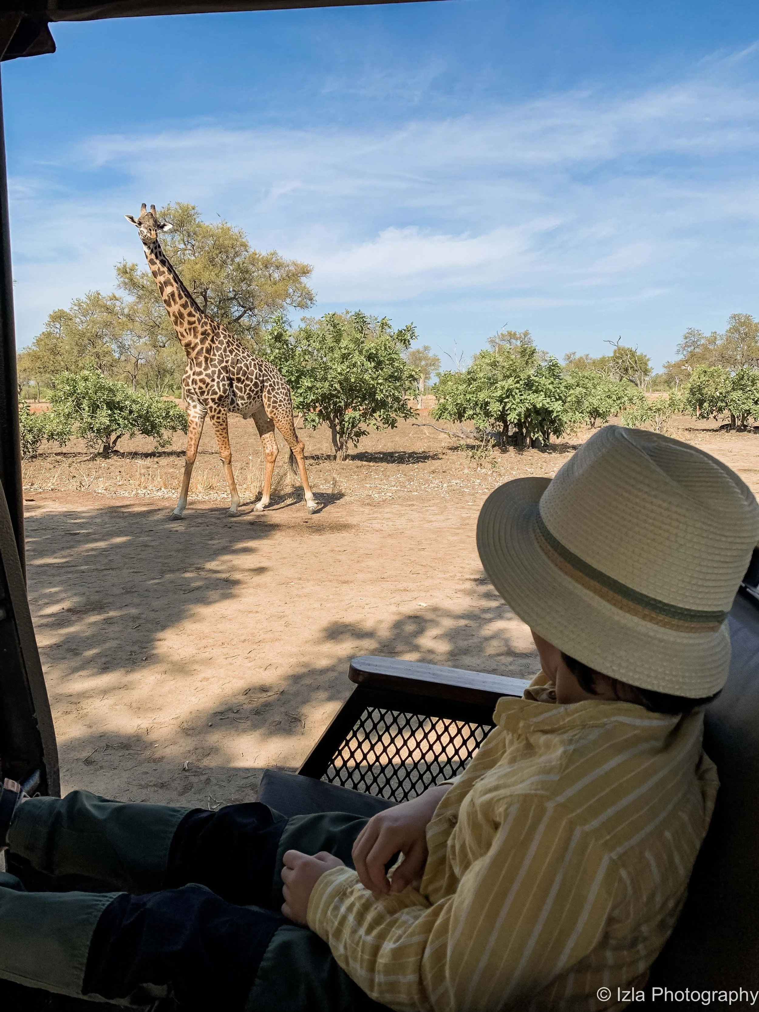A child sitting in a chair and wearing a wide-brimmed hat, watching a giraffe in a savannah area with sparse trees and blue sky.