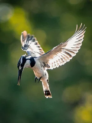 A hummingbird in mid-flight with its wings spread, hovering in the air against a blurred green background.