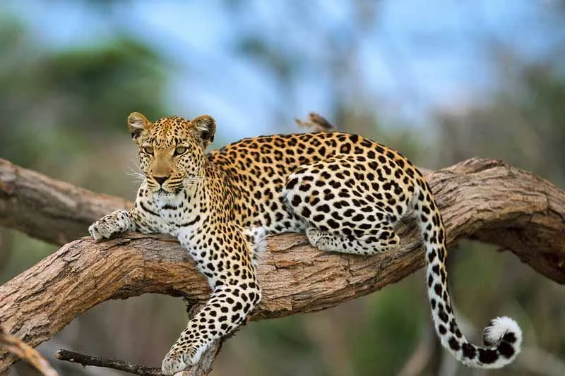 Leopard resting on a tree branch