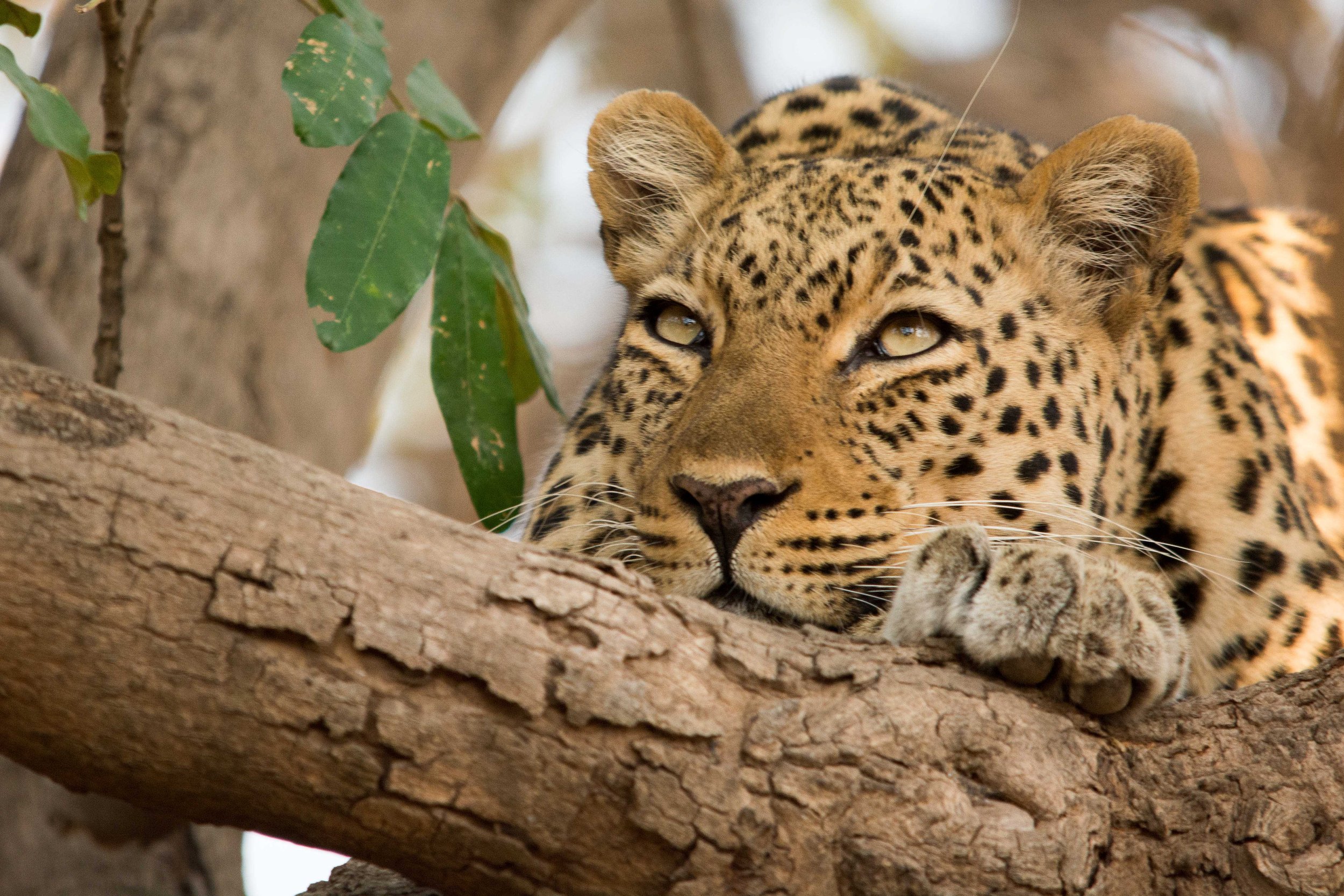 Close-up of a resting leopard lying on a tree branch, observing surroundings with intense gaze, surrounded by tree bark and green leaves.