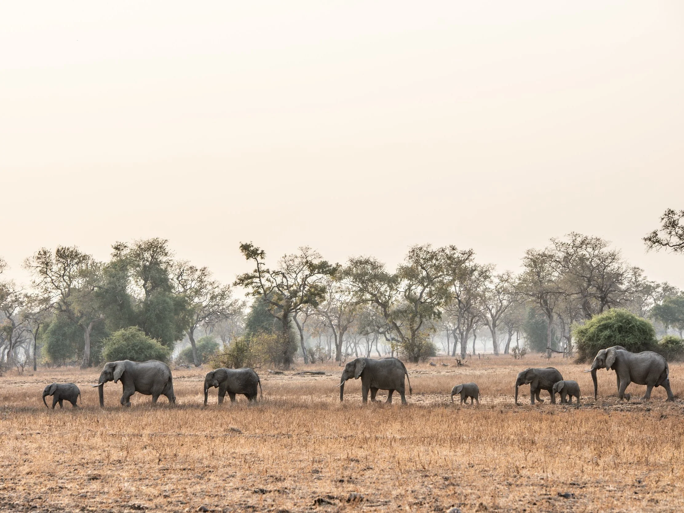 Family of elephants walking across a dry grassland with scattered trees in the background.