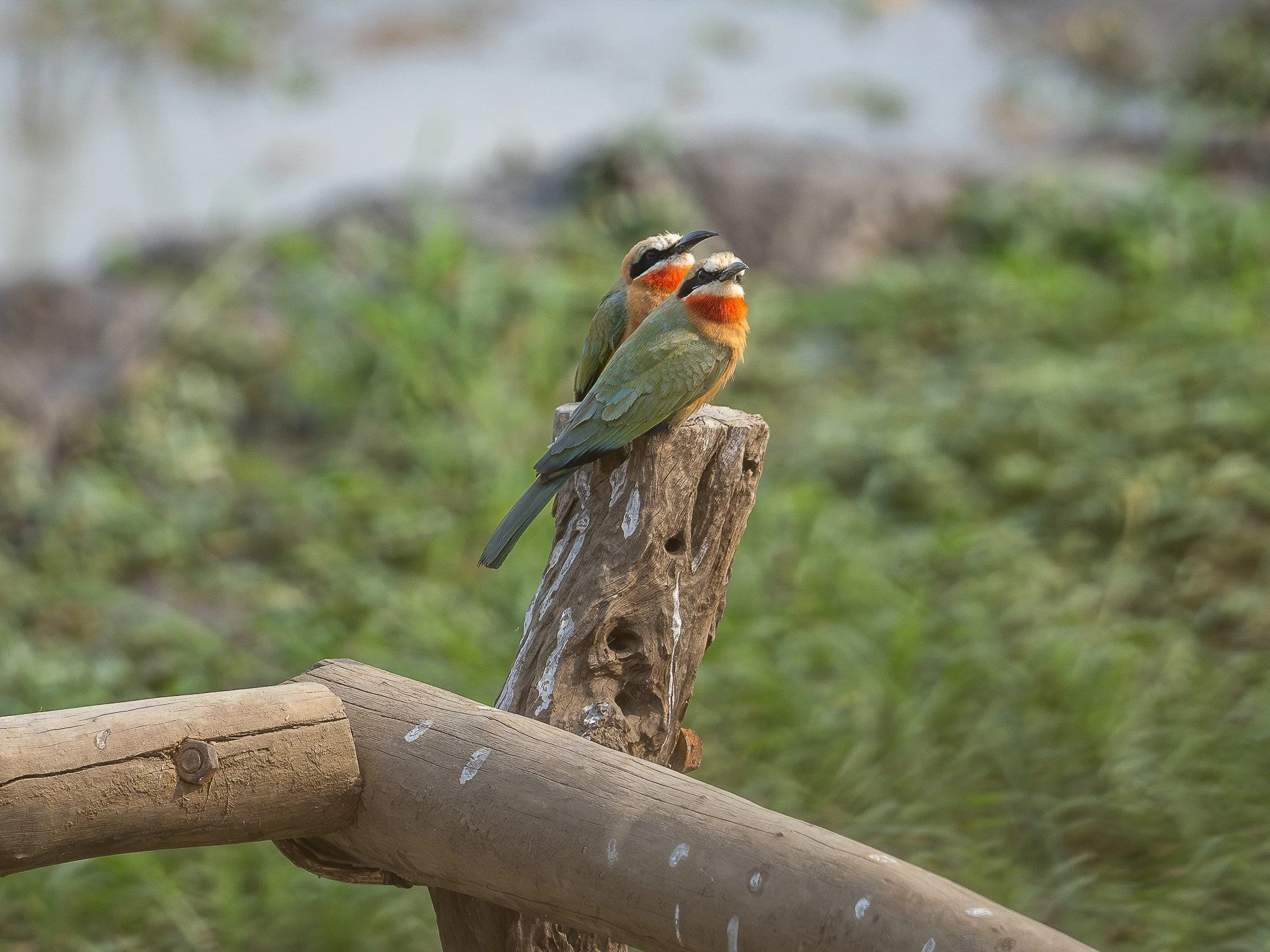 Two colorful birds with black and white stripes on their heads and orange chests, perched on a weathered tree branch in a natural outdoor setting.