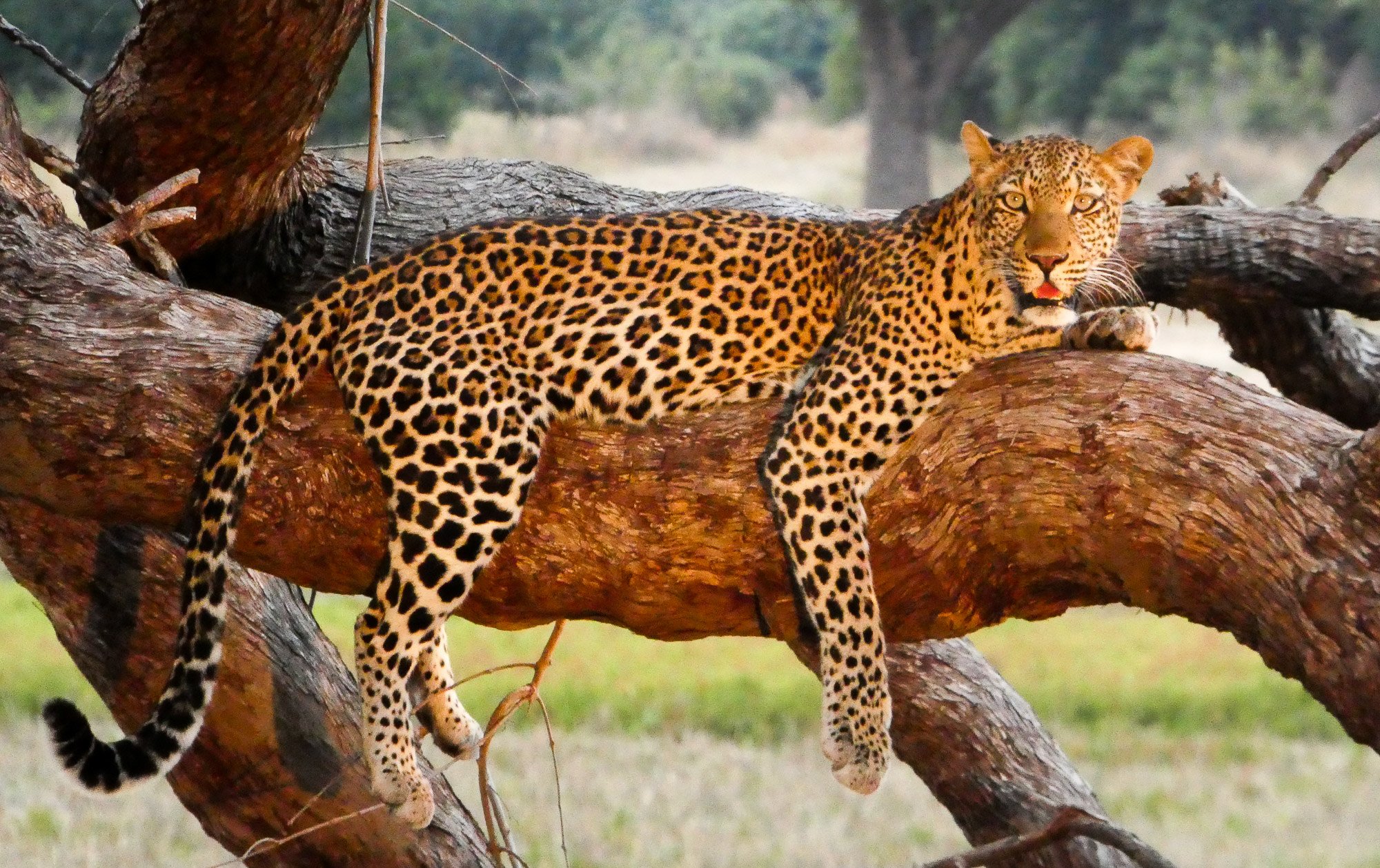 A leopard resting on a large tree branch in a natural setting, overlooking green and blurred background.