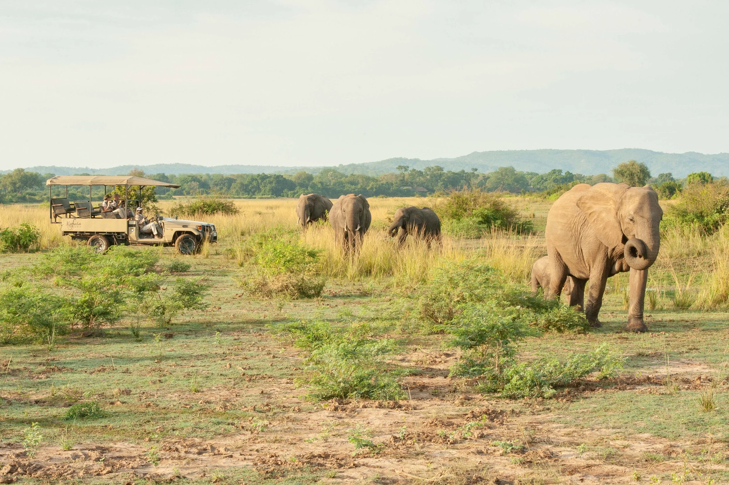 Safari tour vehicle with six passengers observing elephants in a grassy landscape with trees in the background.