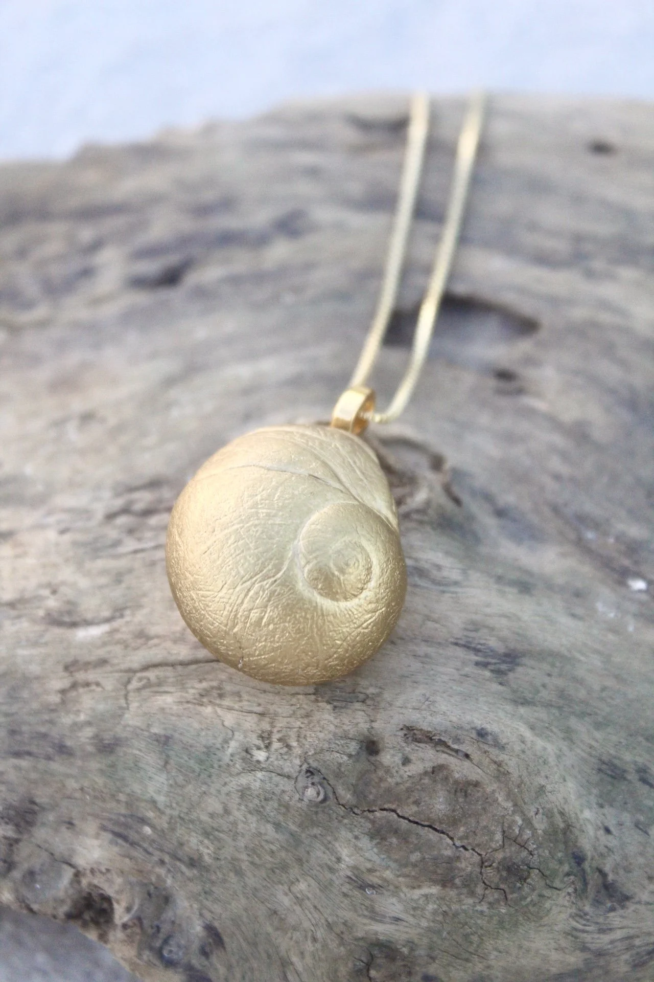 moonsnail.jpg