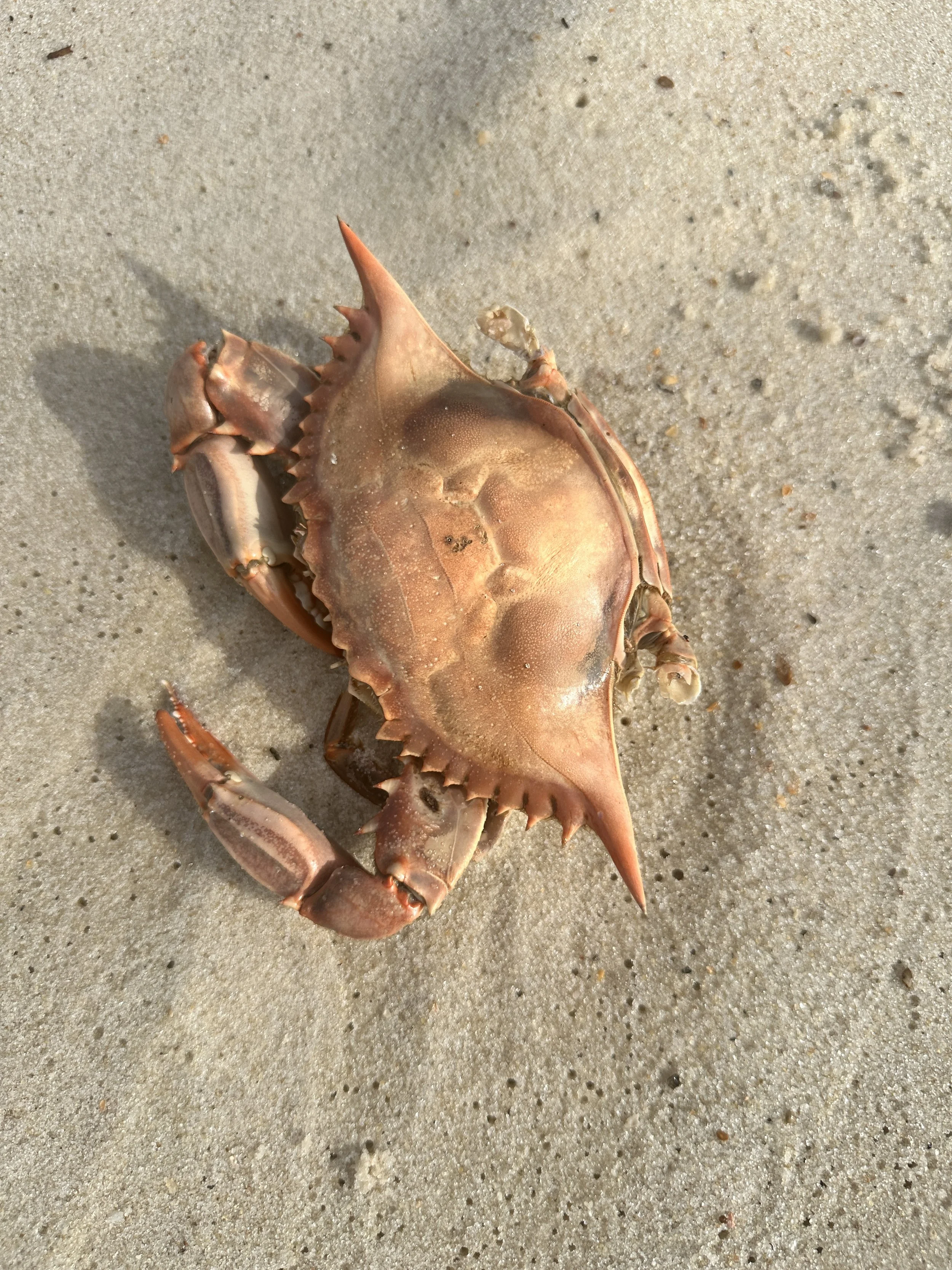 A crab on a sandy beach with small pebbles.