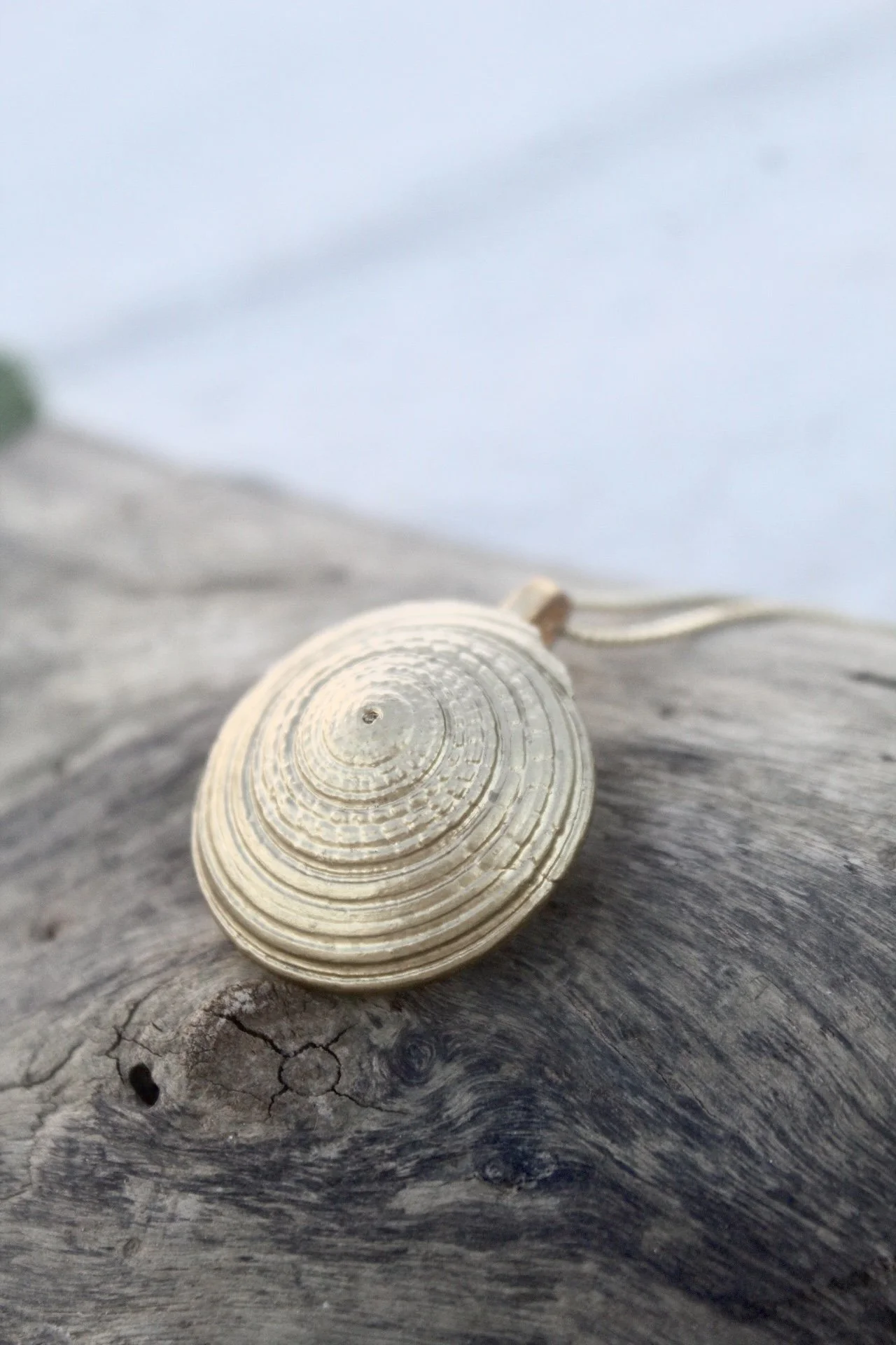 Close-up of a seashell on weathered wood with a cloudy sky in the background.