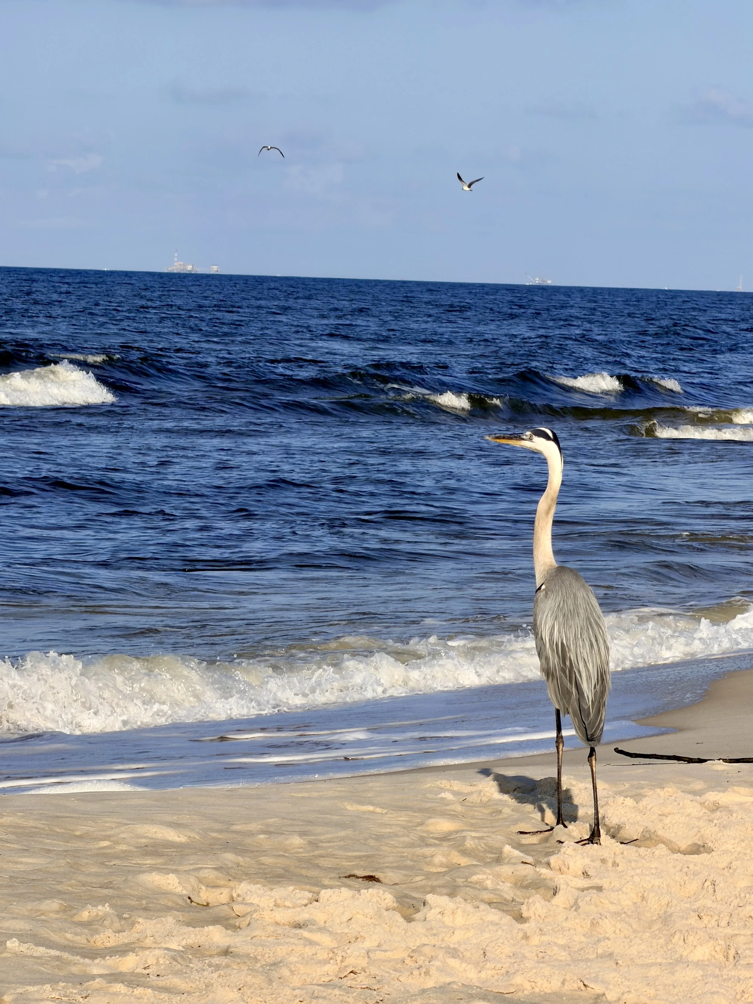 A heron stands on the sandy beach near the water's edge, with waves gently lapping the shore. In the background, the blue ocean extends to the horizon with a few seagulls flying overhead and distant ships visible on the water.