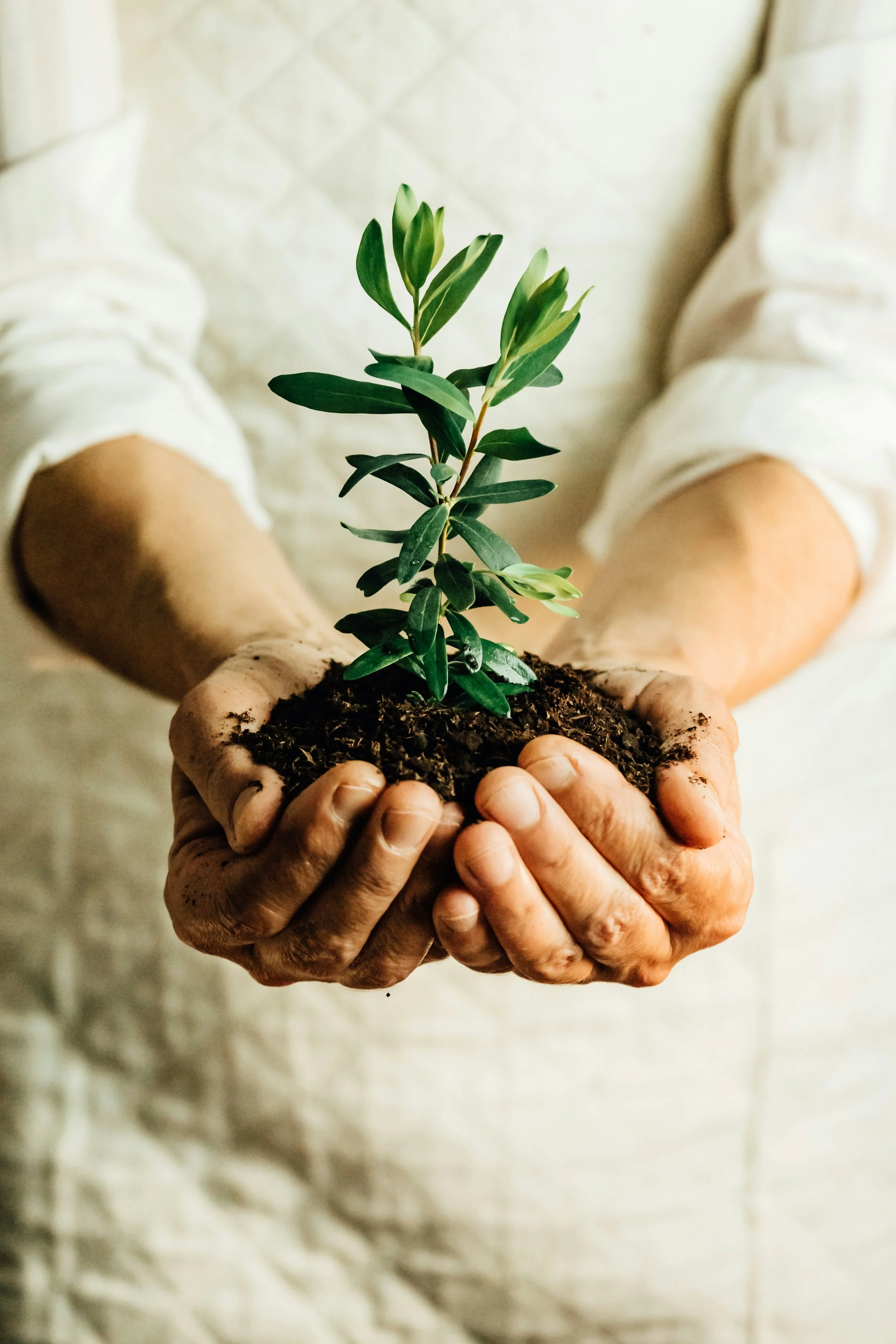 Hands holding a young green plant with soil in the background.