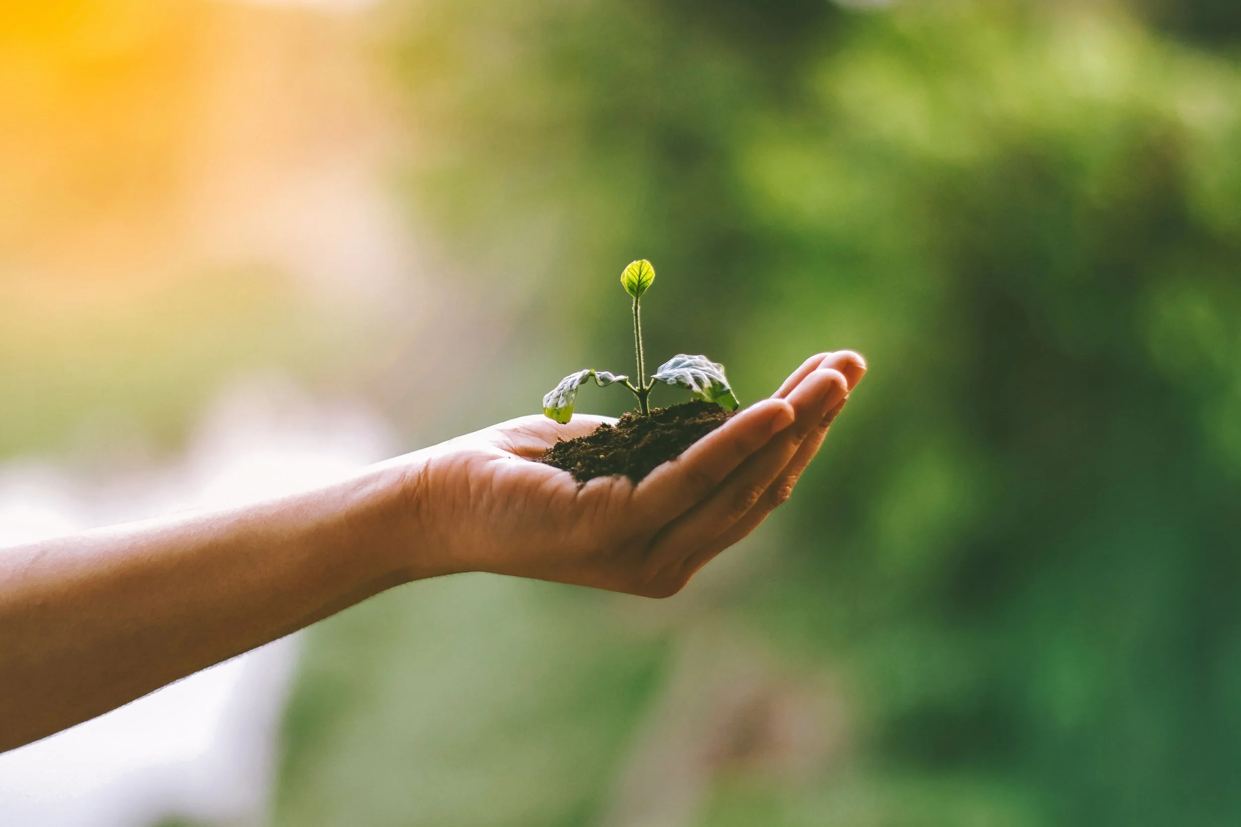 A person holding soil with a small green sprout plant emerging from it.