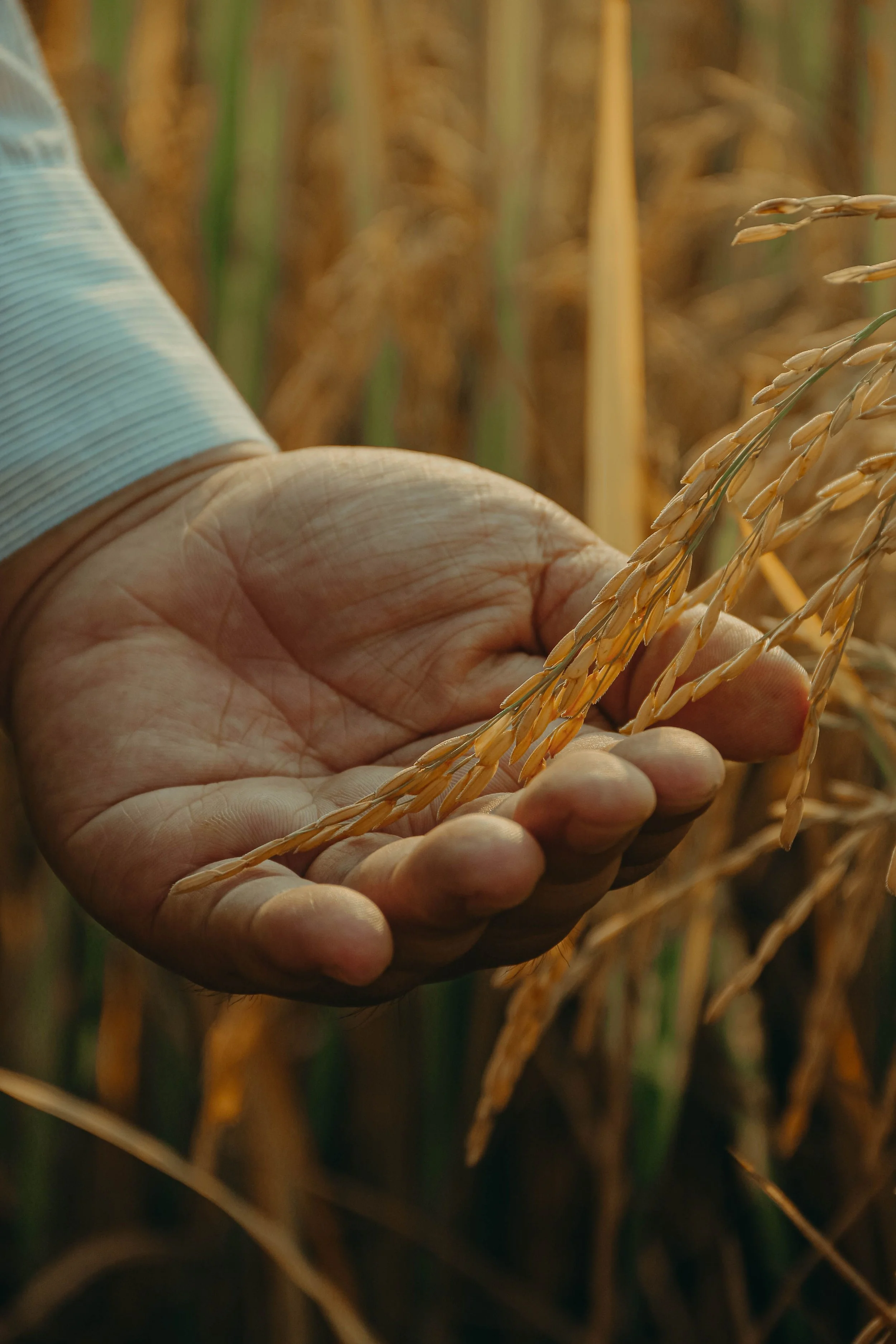Agricultural Product Processing (Closed)