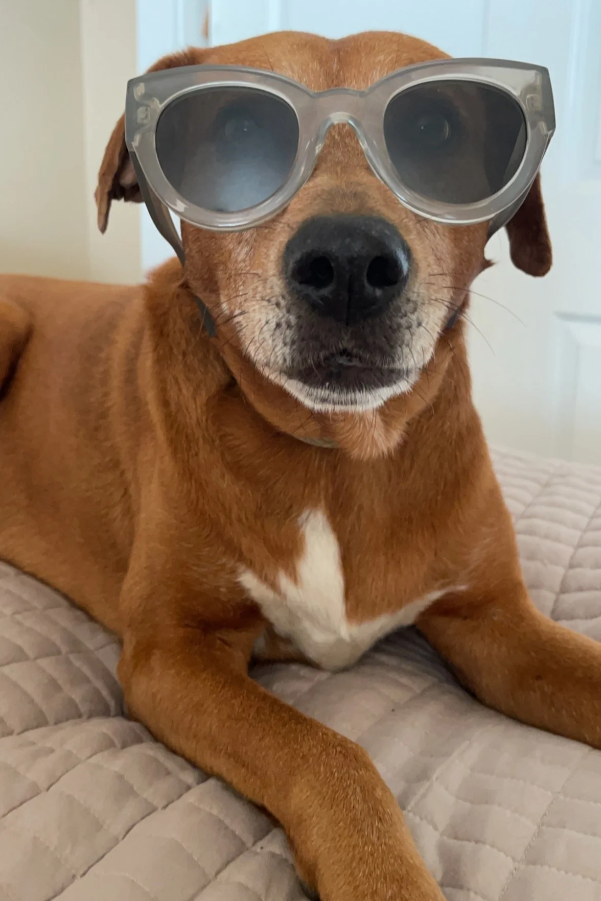 A brown dog wearing sunglasses, lying on a quilted bed.