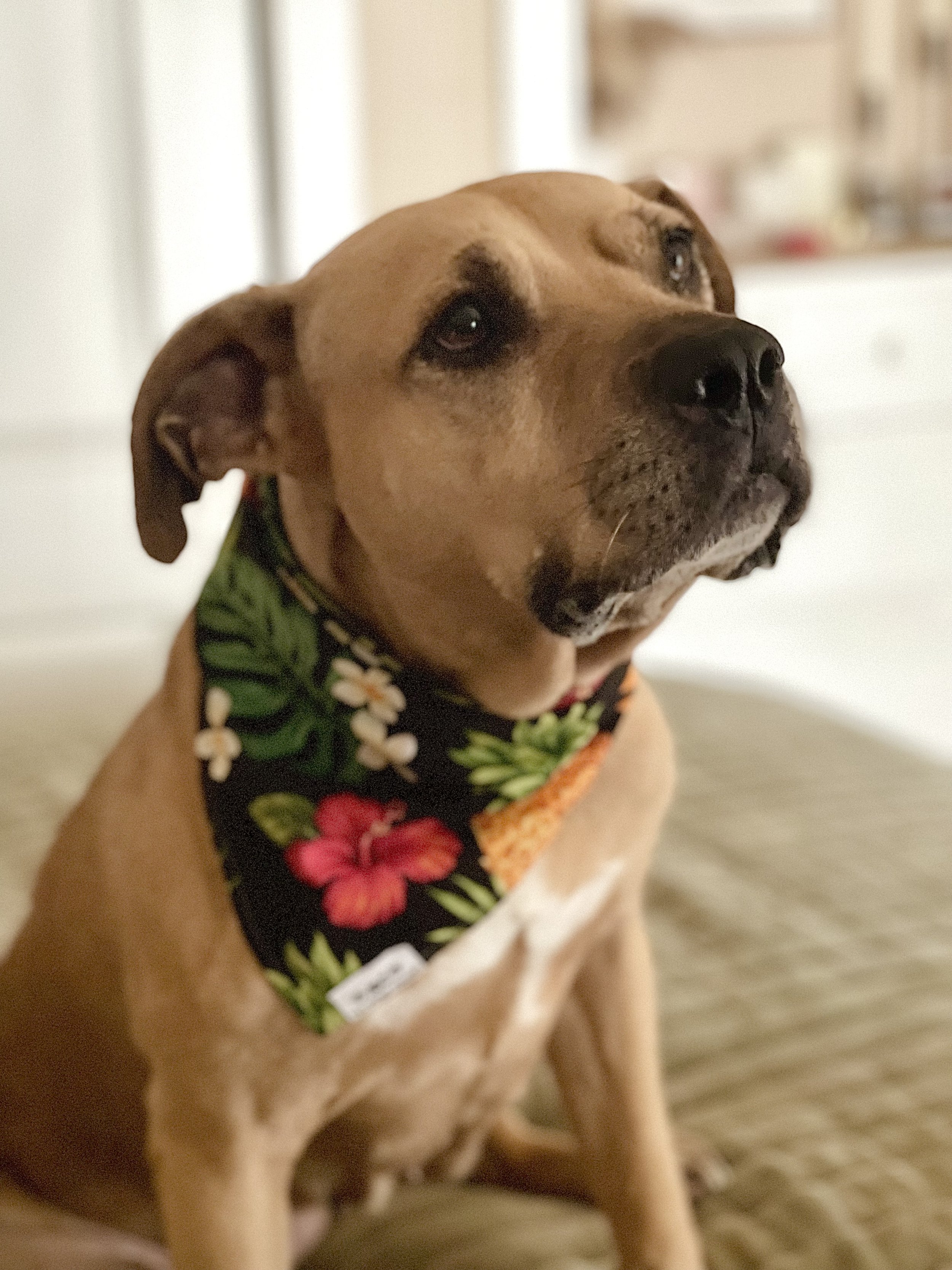 Close-up of a tan dog with a black nose, wearing a floral bandana, sitting on a beige cushioned surface.