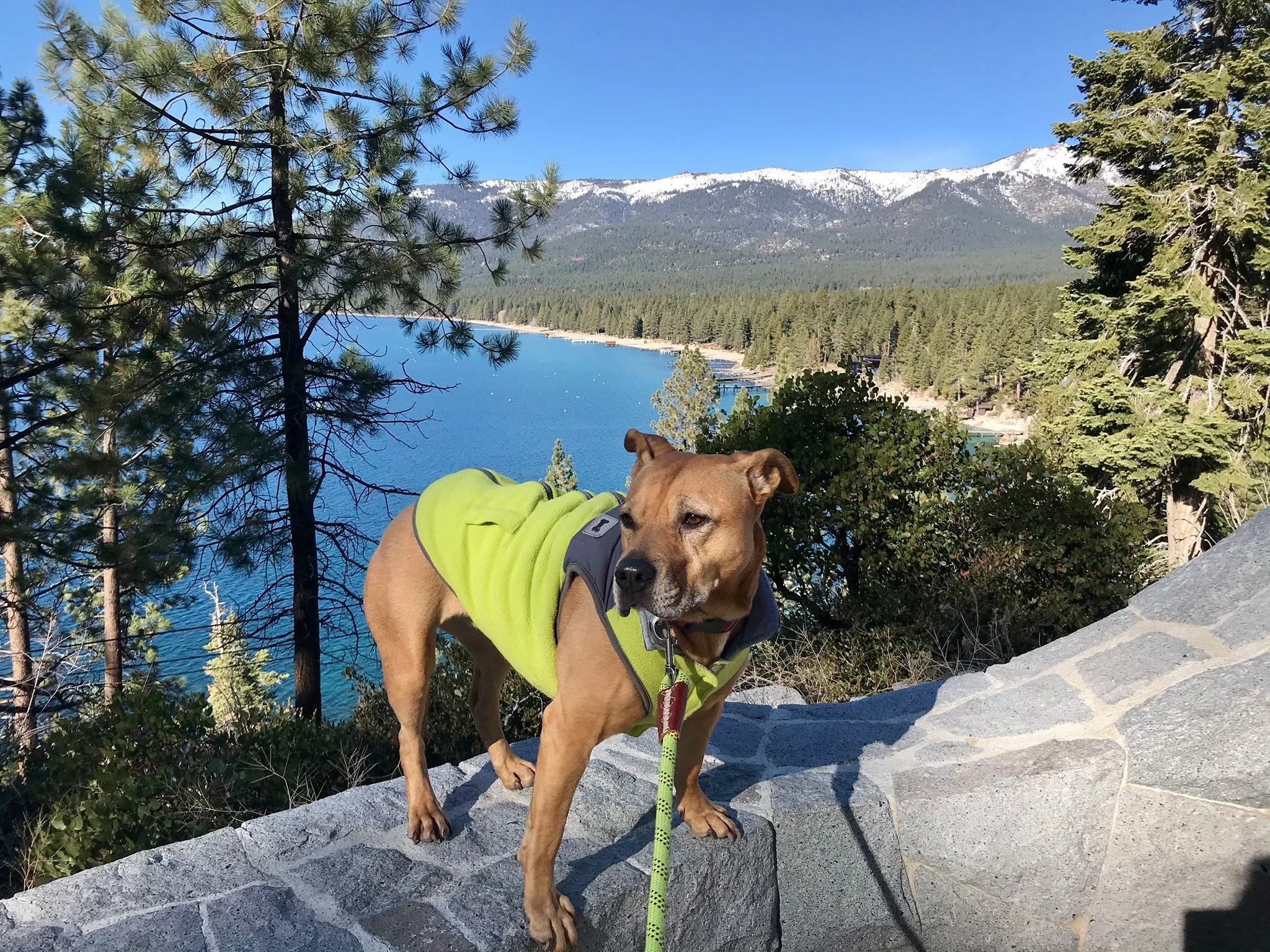 A dog wearing a bright yellow jacket stands on a rock ledge with a scenic view of a lake, dense pine forest, and snow-capped mountains in the background.