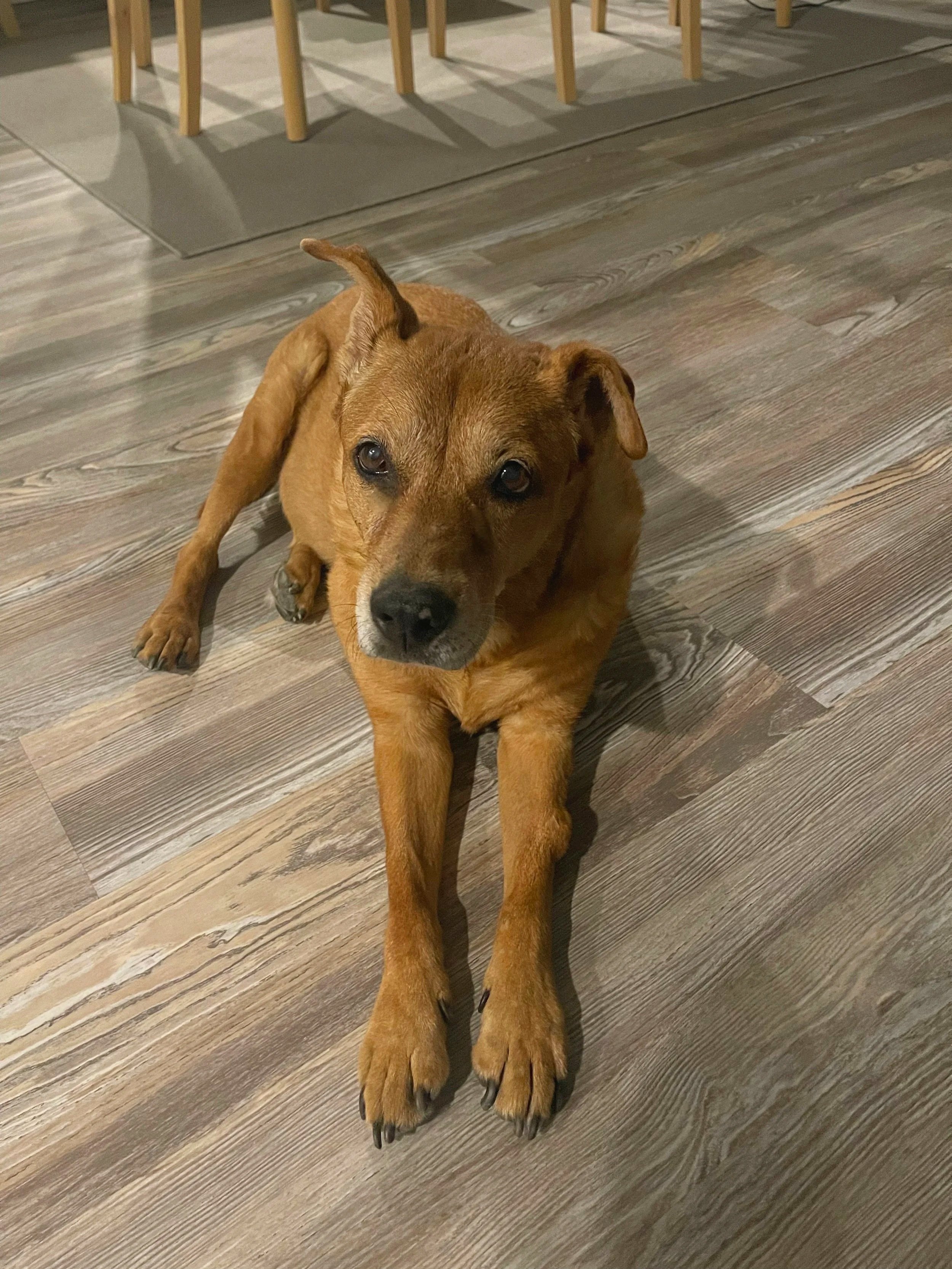A brown dog lying on a wooden floor, looking up at the camera with its front paws extended forward.