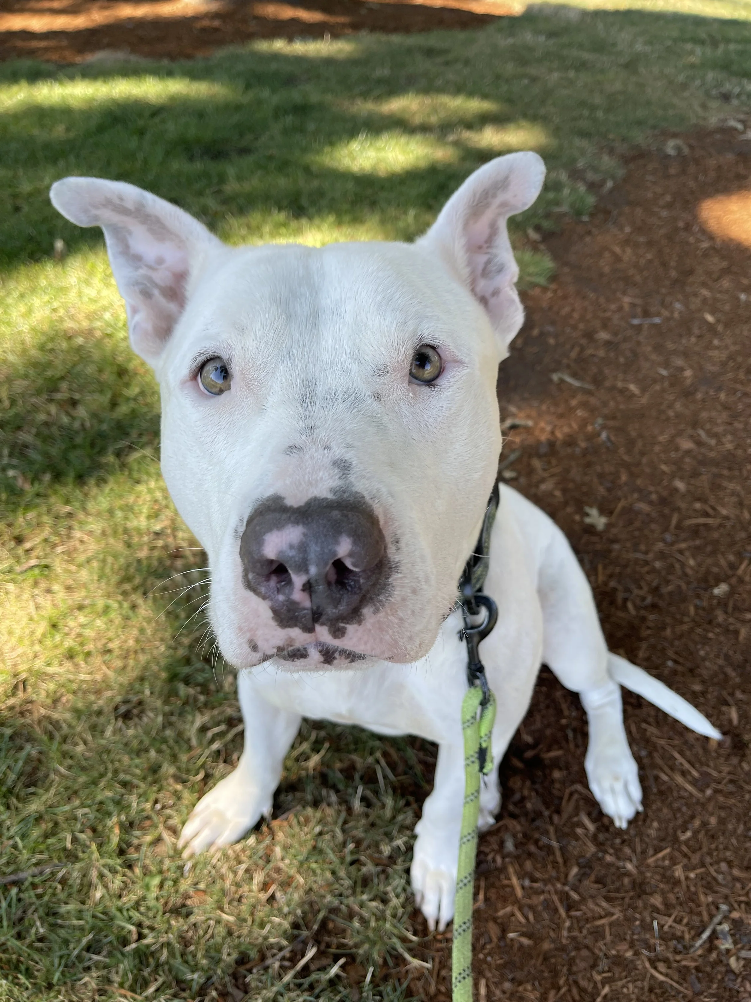 Close-up of a white dog, possibly a Labrador Retriever, sitting outdoors on grass and dirt, wearing a green leash.