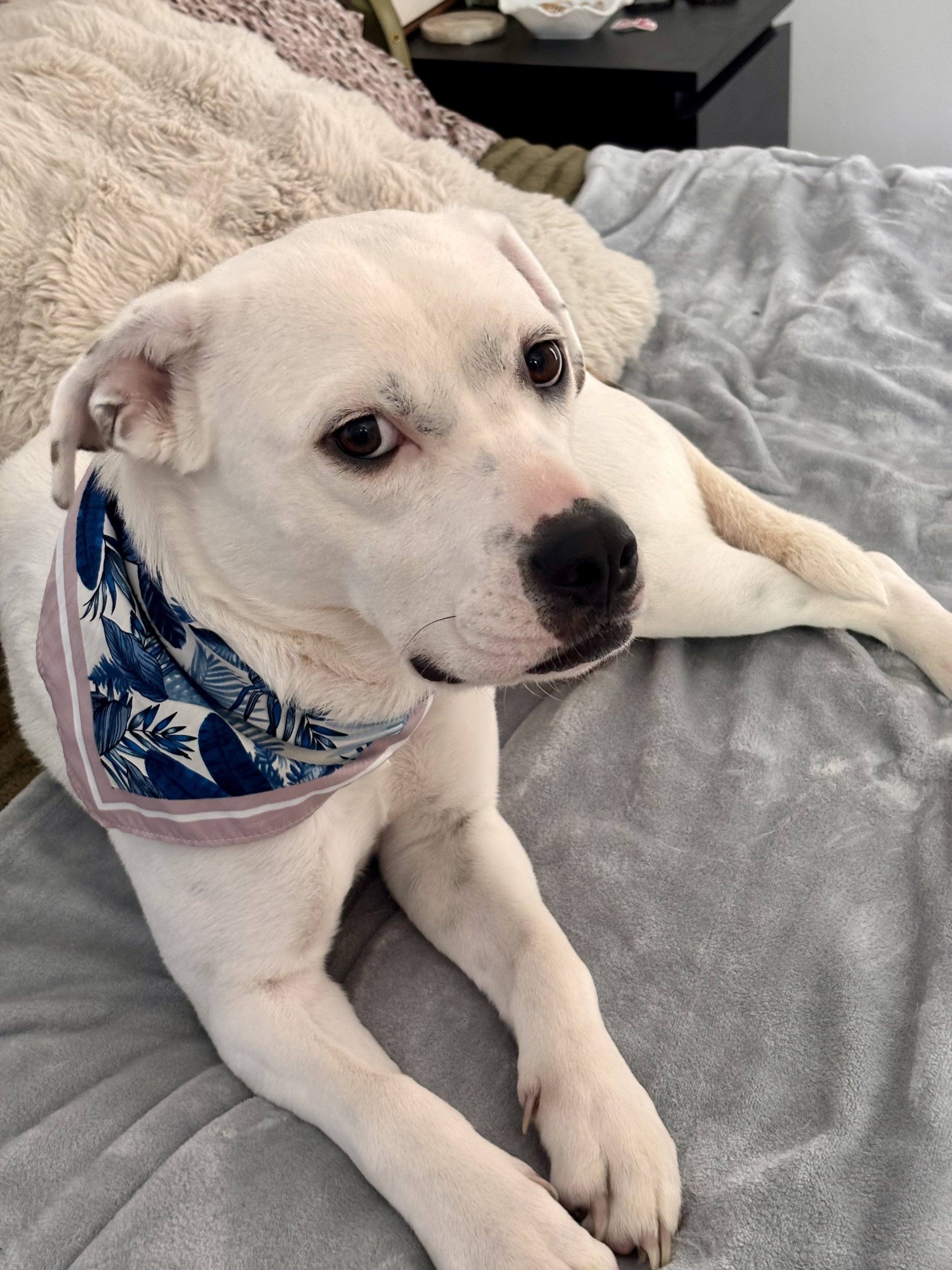 A white dog with a black nose lying on a bed, wearing a blue and white patterned bandana, with a beige blanket and grey bedsheet.
