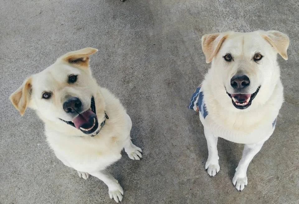 Two happy yellow Labrador retrievers sitting on concrete, looking up at the camera.