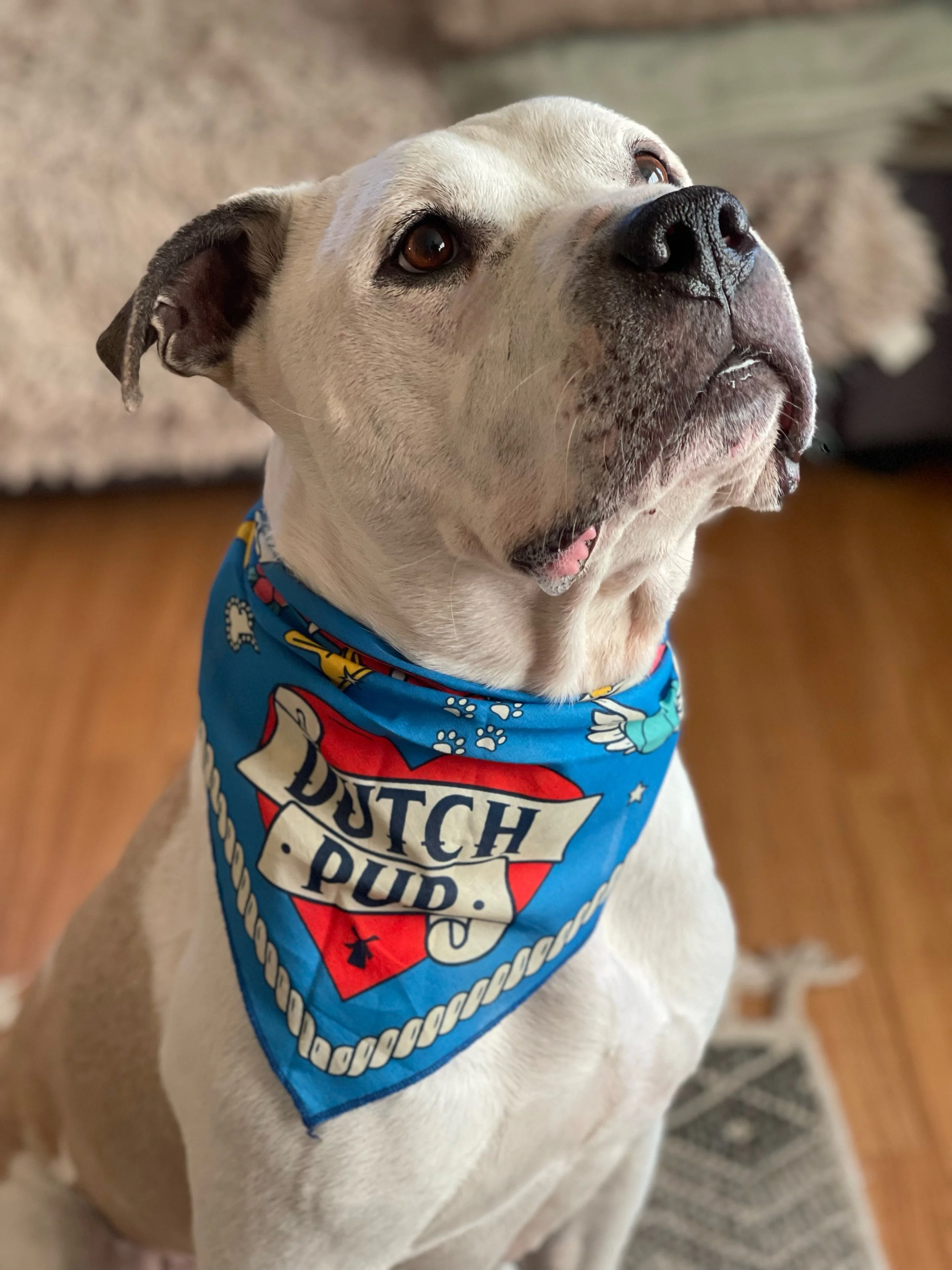 Close-up of a bulldog wearing a blue bandana with the words "Putch Proud" and a red shield emblem.