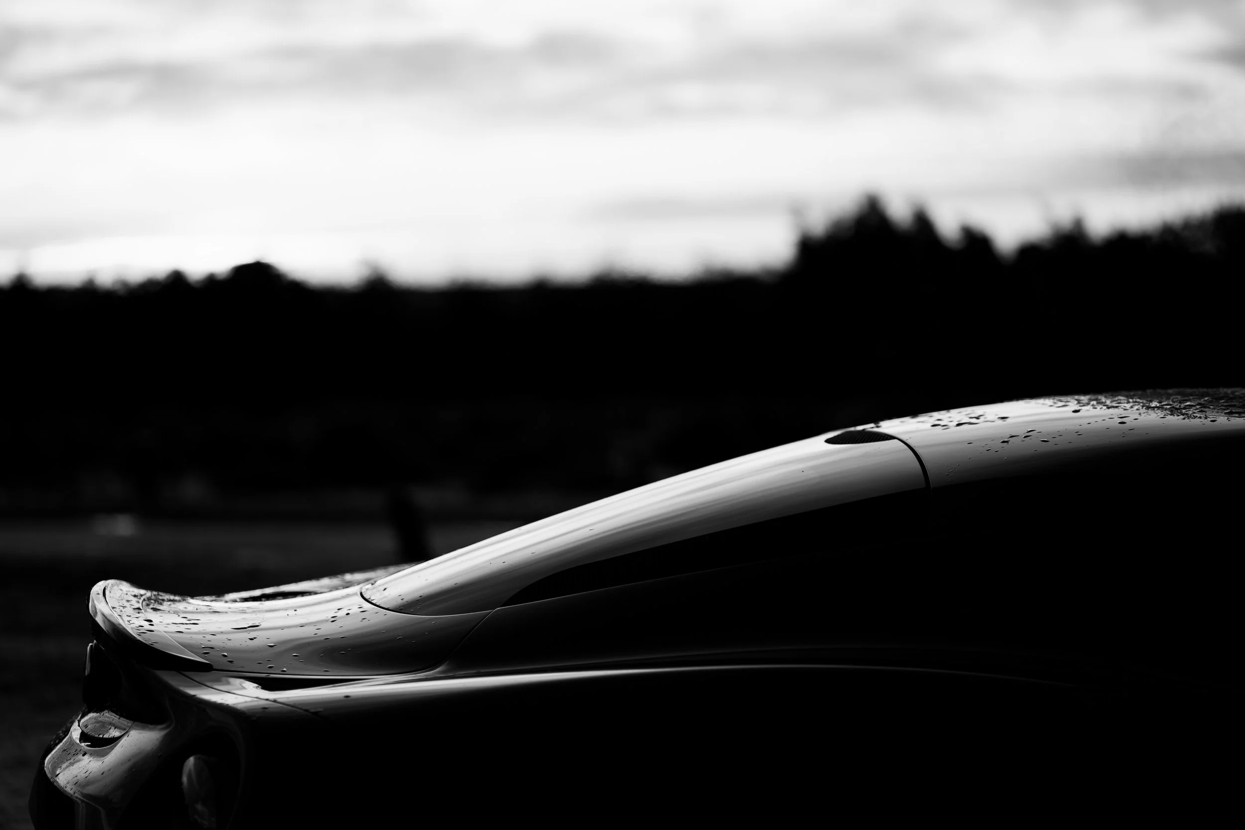_DSC0271New Forest Alpha-2.jpg