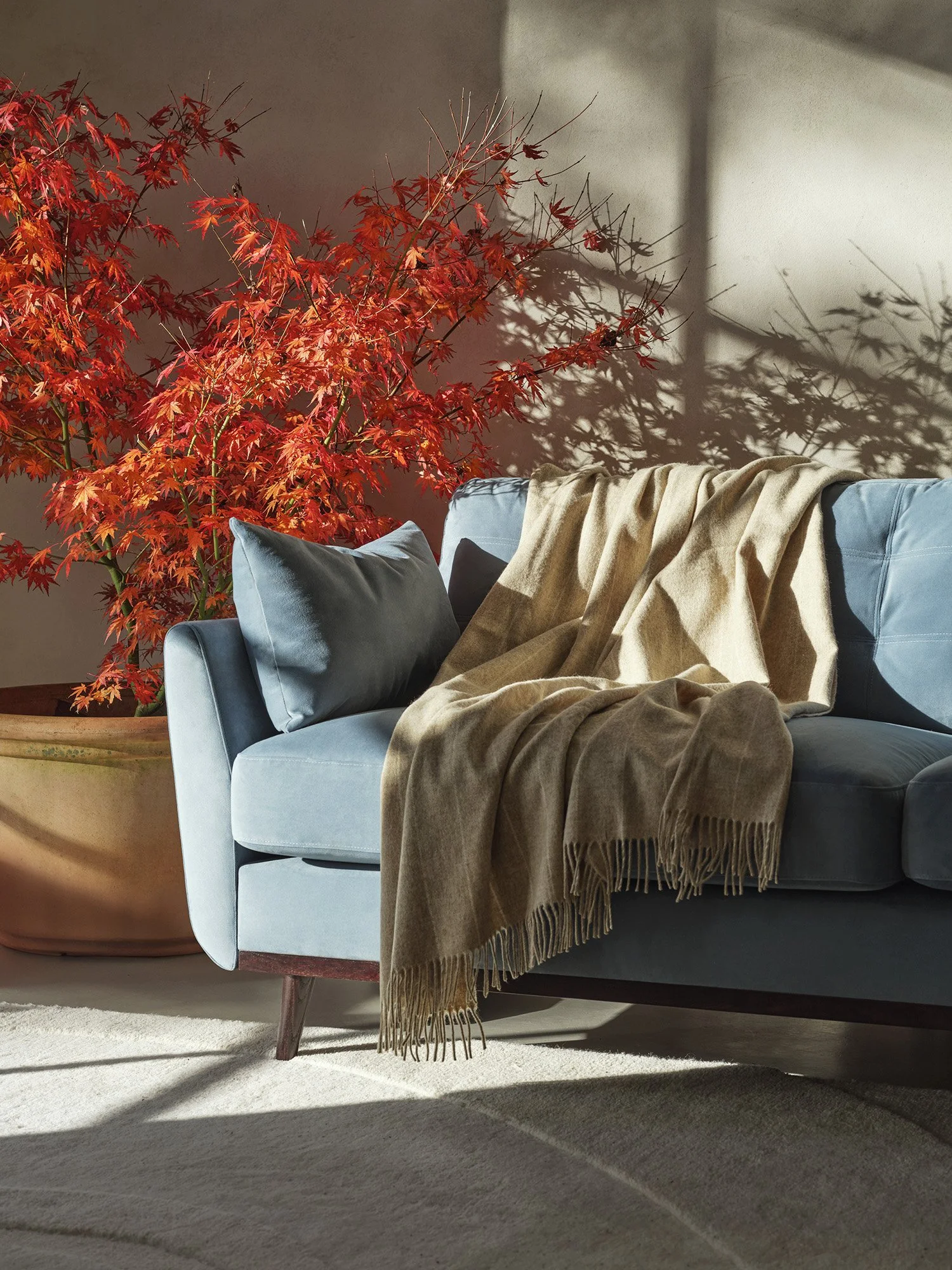 A blue sofa with dropped cushions, a beige blanket, a large potted red maple tree, a beige carpet, and shadows cast on the beige wall.