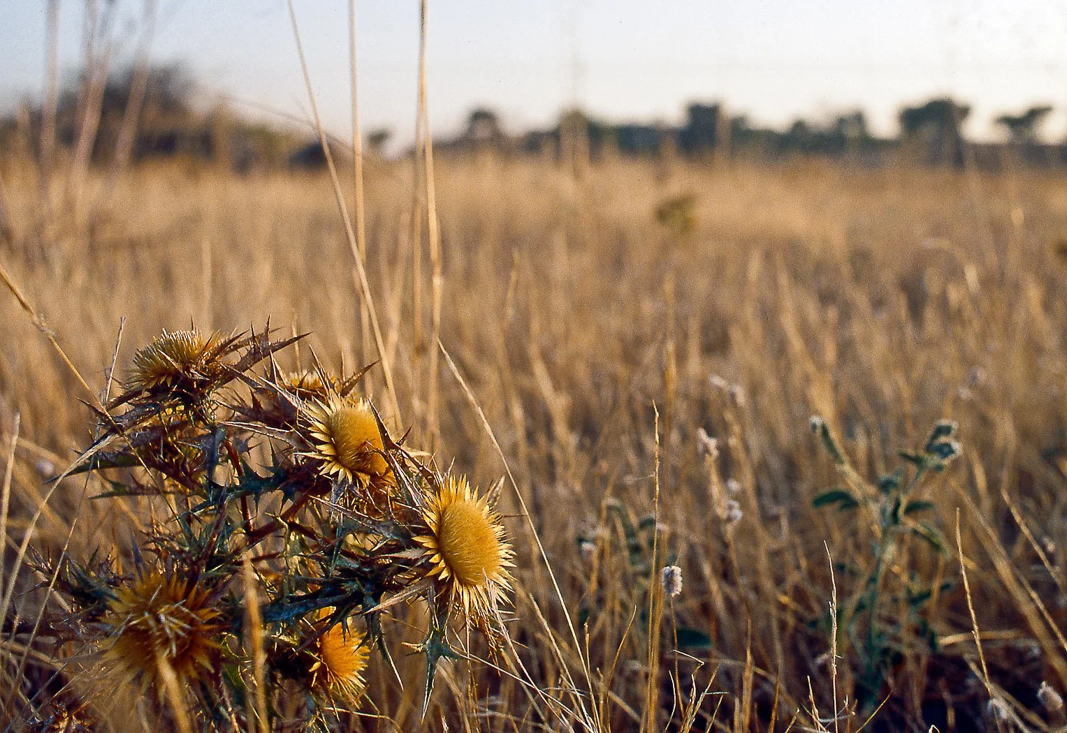 Le stagioni, vegetazione secca