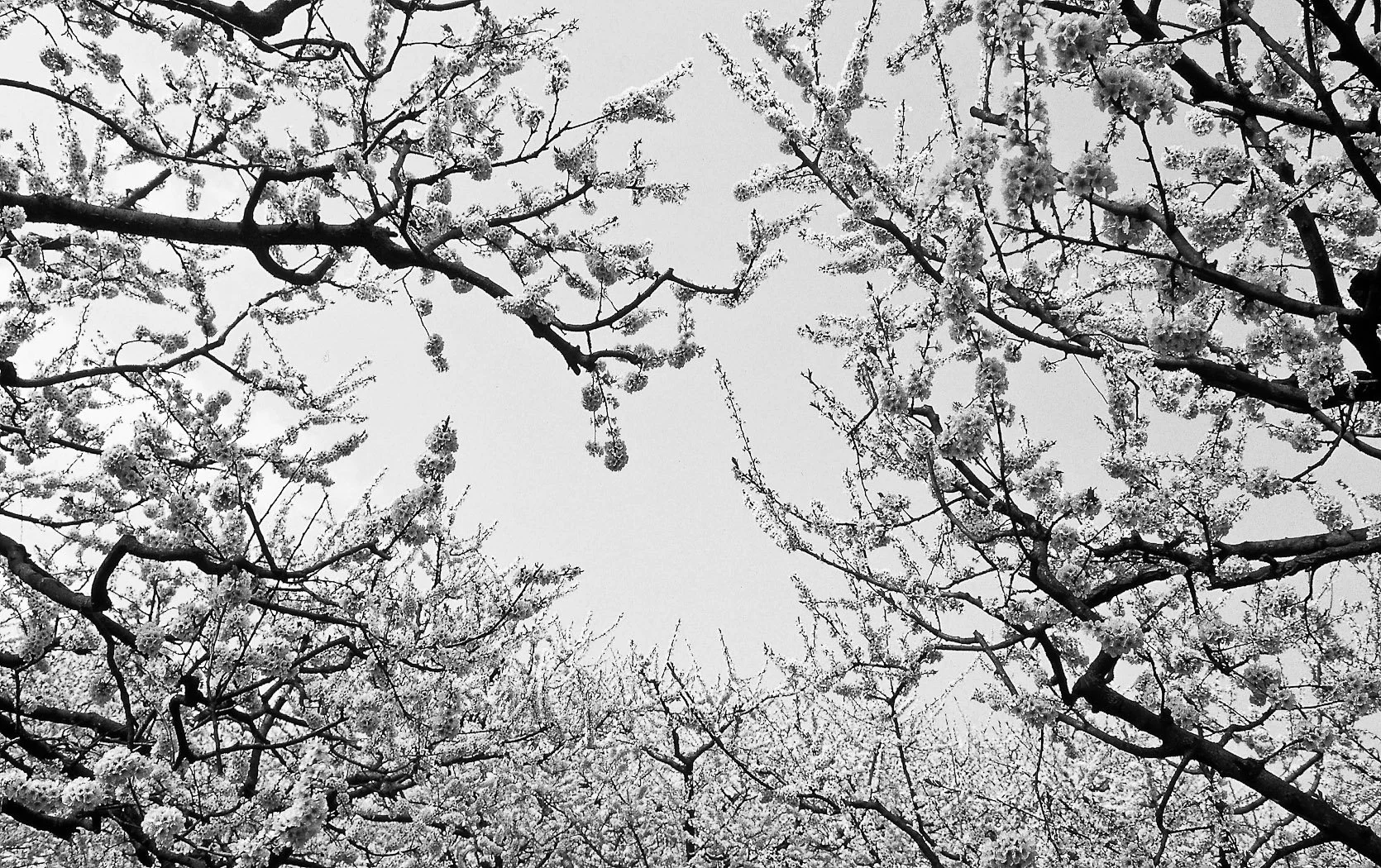 Natura, fotografia 02 di Alessandro Veca