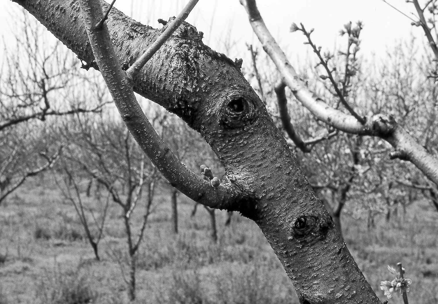 Natura, fotografia 18 di Alessandro Veca