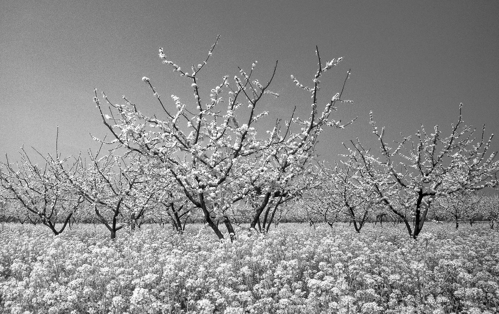 Natura, fotografia 01 di Alessandro Veca