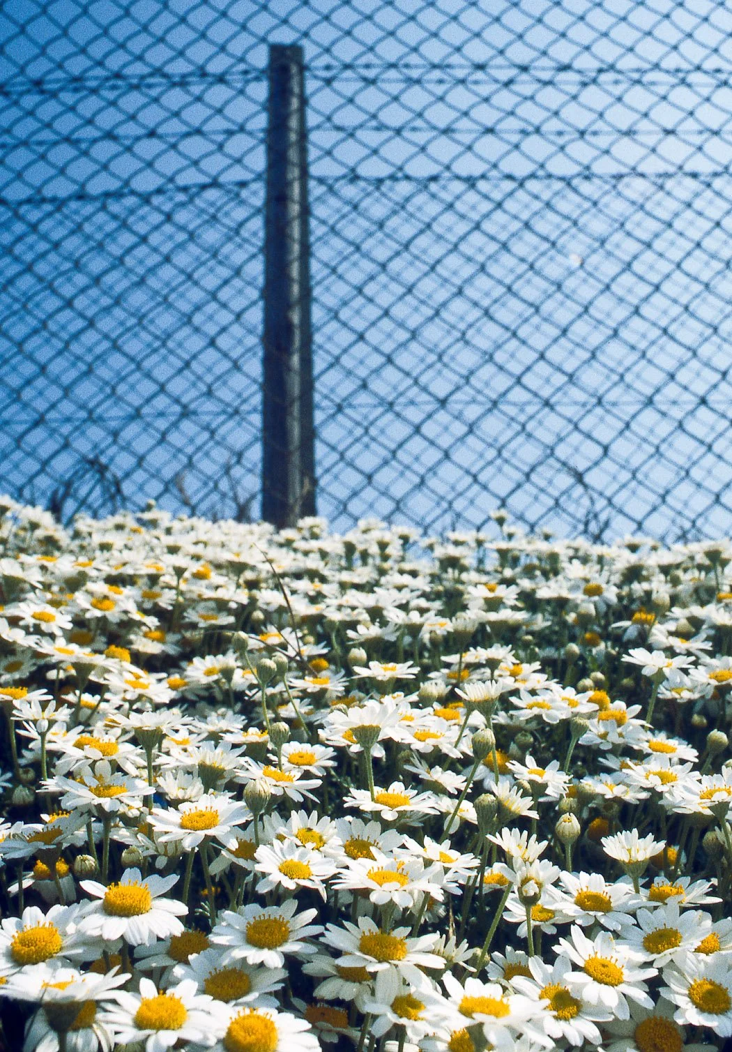 Natura, fotografia 13 di Alessandro Veca