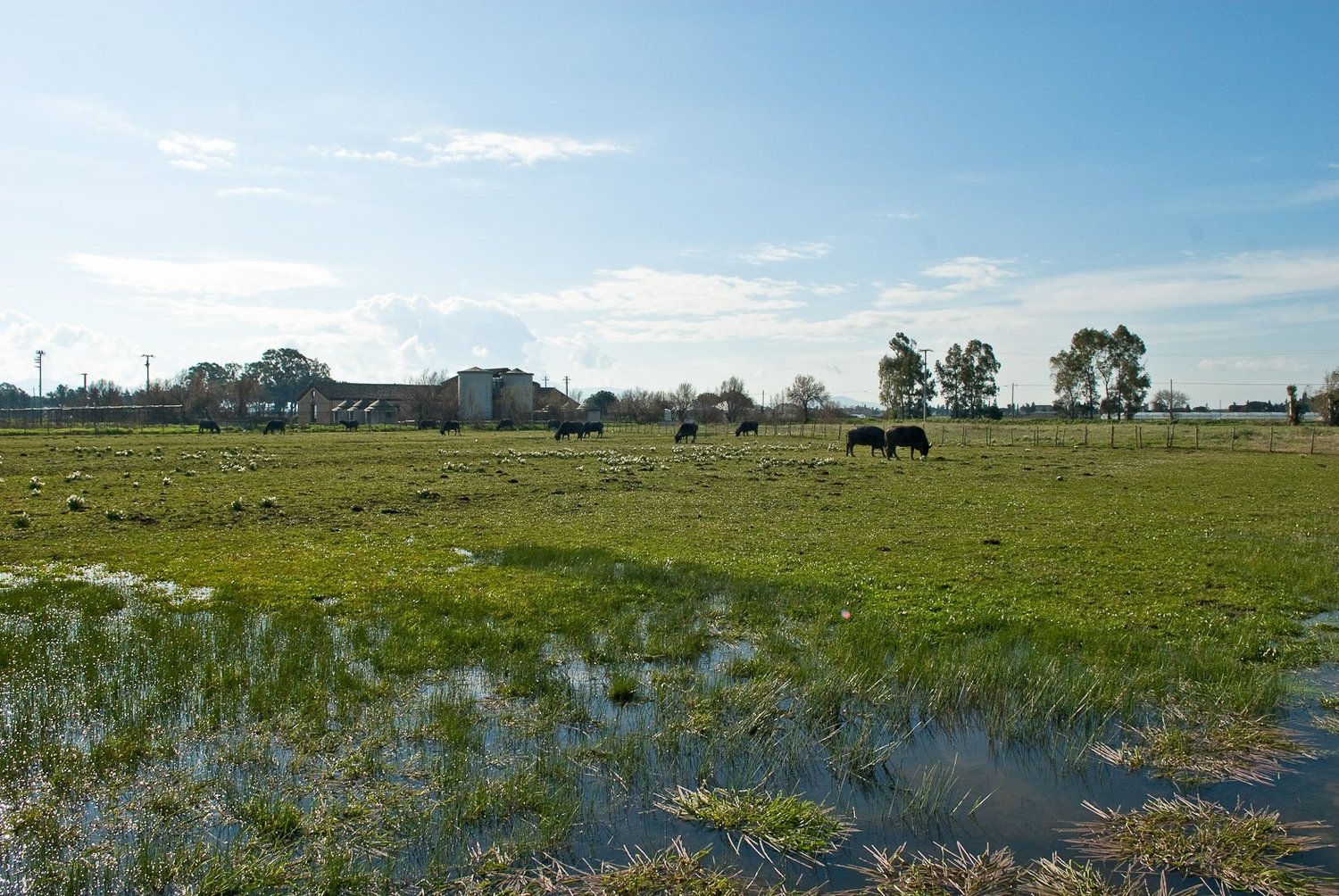 Paesaggio rurale e bufale alle foci del Sele