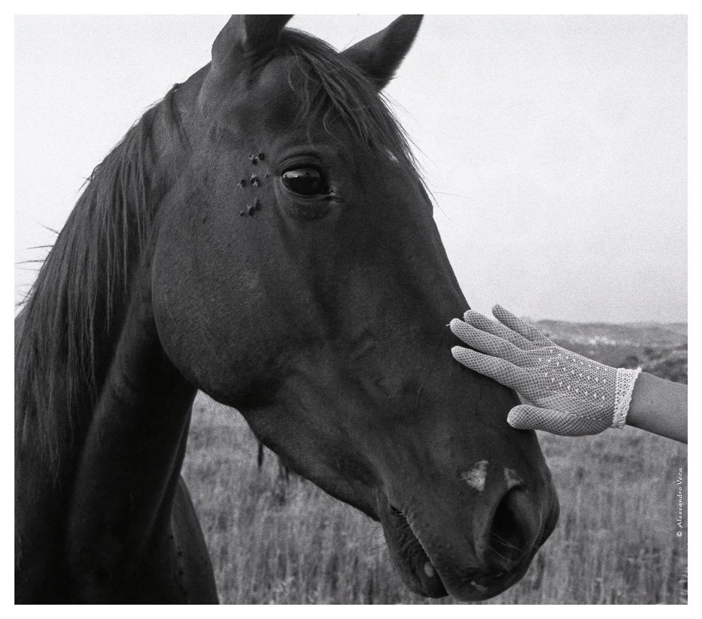 Incontro tra una mano e un cavallo