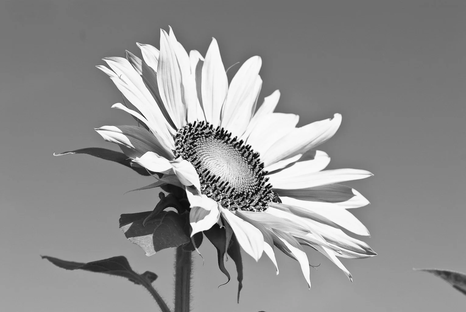 Natura, fotografia 04 di Alessandro Veca