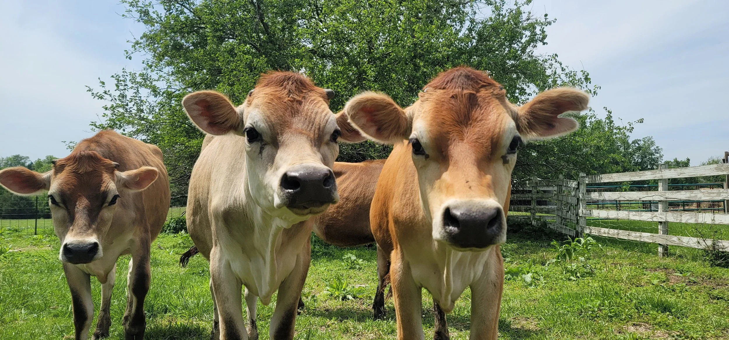 A big week at the farm